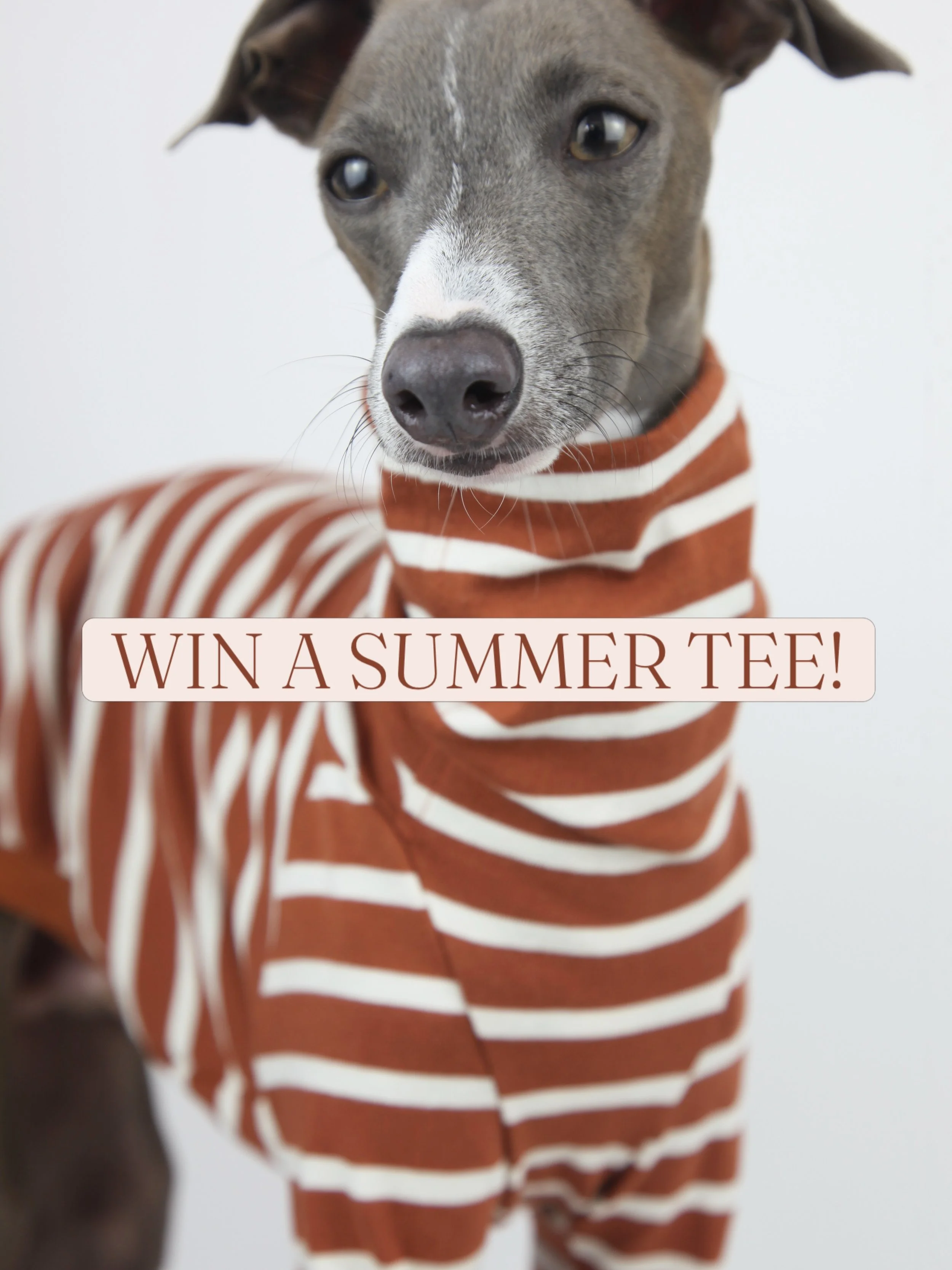 IT&rsquo;S SUMMER COMPETITION TIME!

Jute &amp; Sable are giving away three SUMMER TEE&rsquo;s to our wonderful followers.

To enter the competition all you need to do is; 
▪ Be Following @juteandsable and @bailey_the_iggy 
▪ Like this picture
▪Tag a