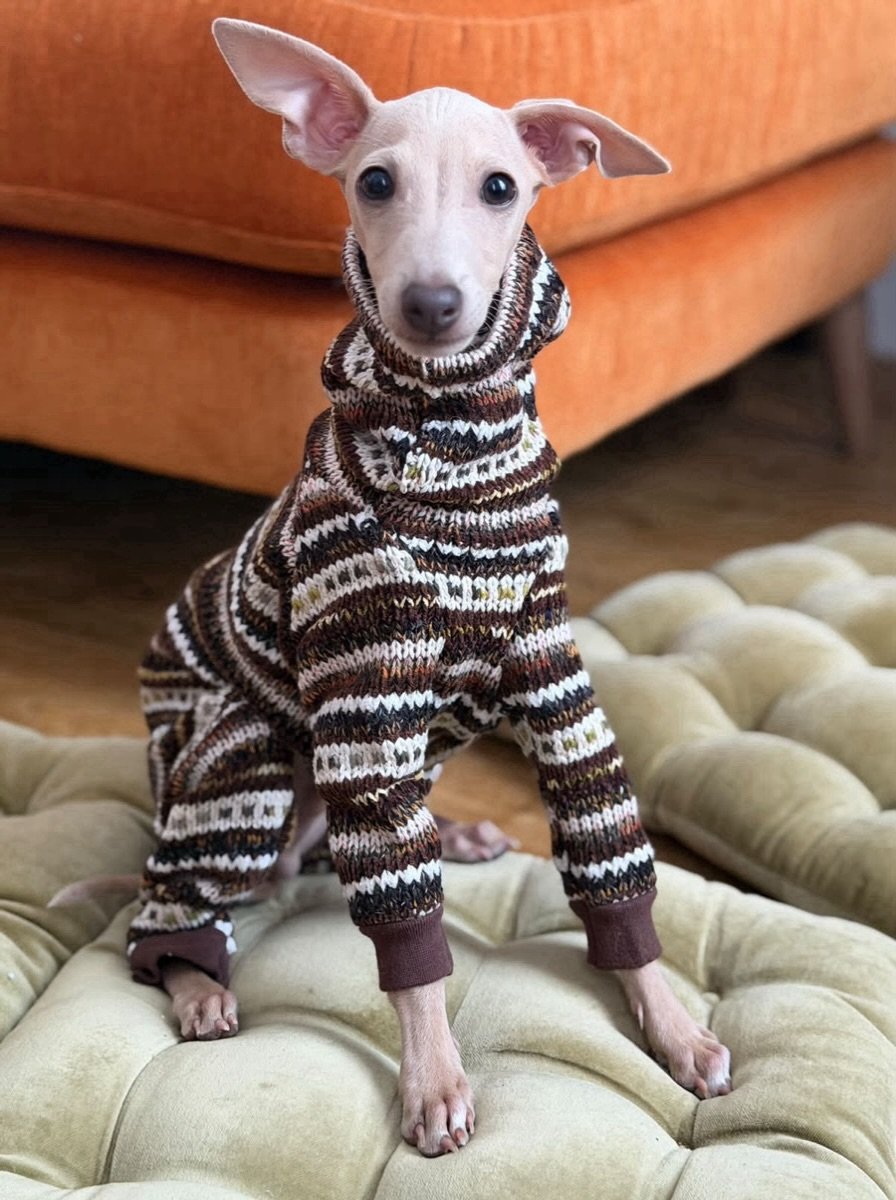 Puppy Marcel is the wholesome content your feed needed today. Wearing Caingorm in colour Fallow x