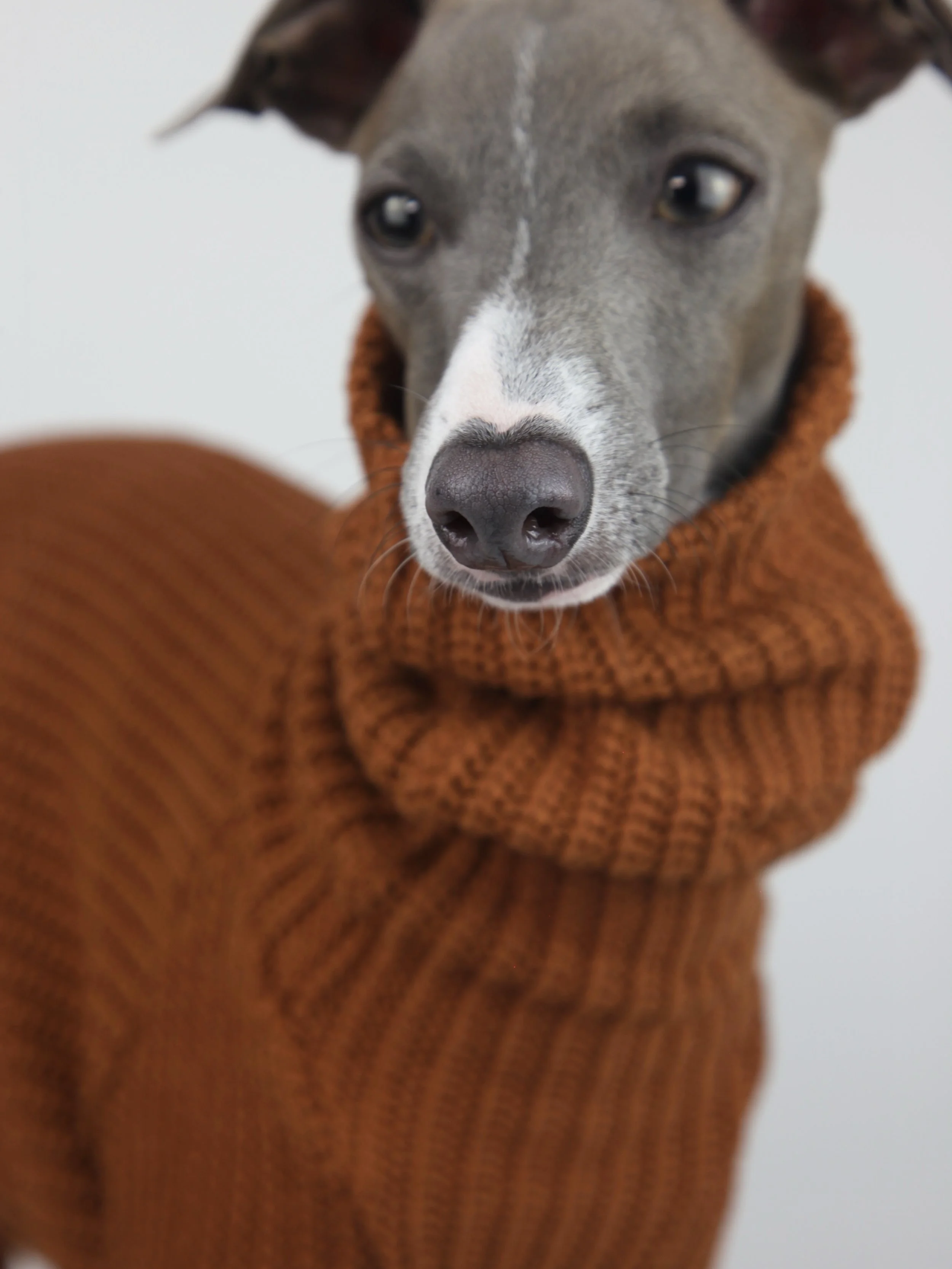 🍁🍂 

#italiangreyhound #whippet #DogFashion #DogStyle #DogClothes