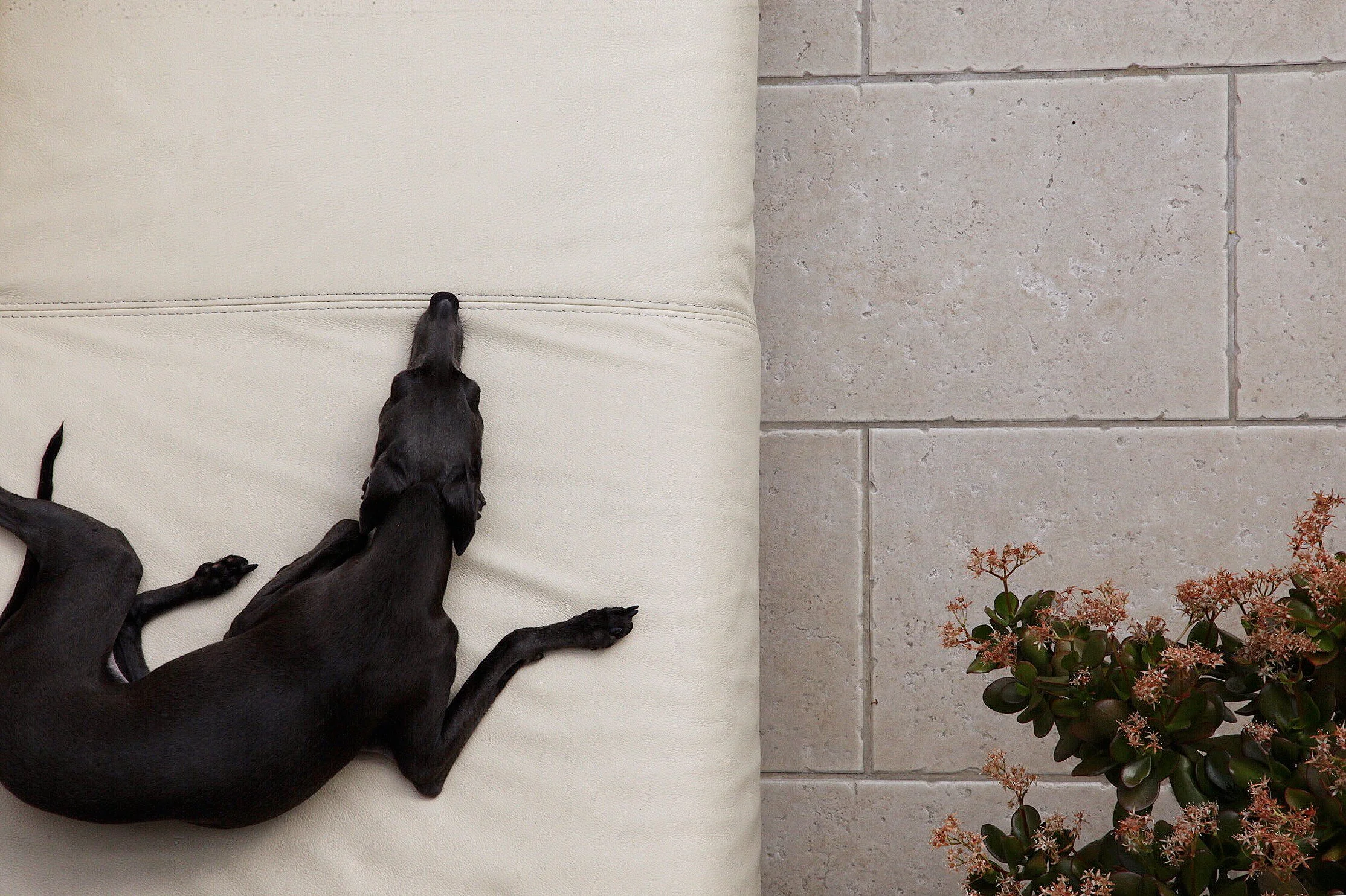 Preparing Your Home for an Italian Greyhound Puppy