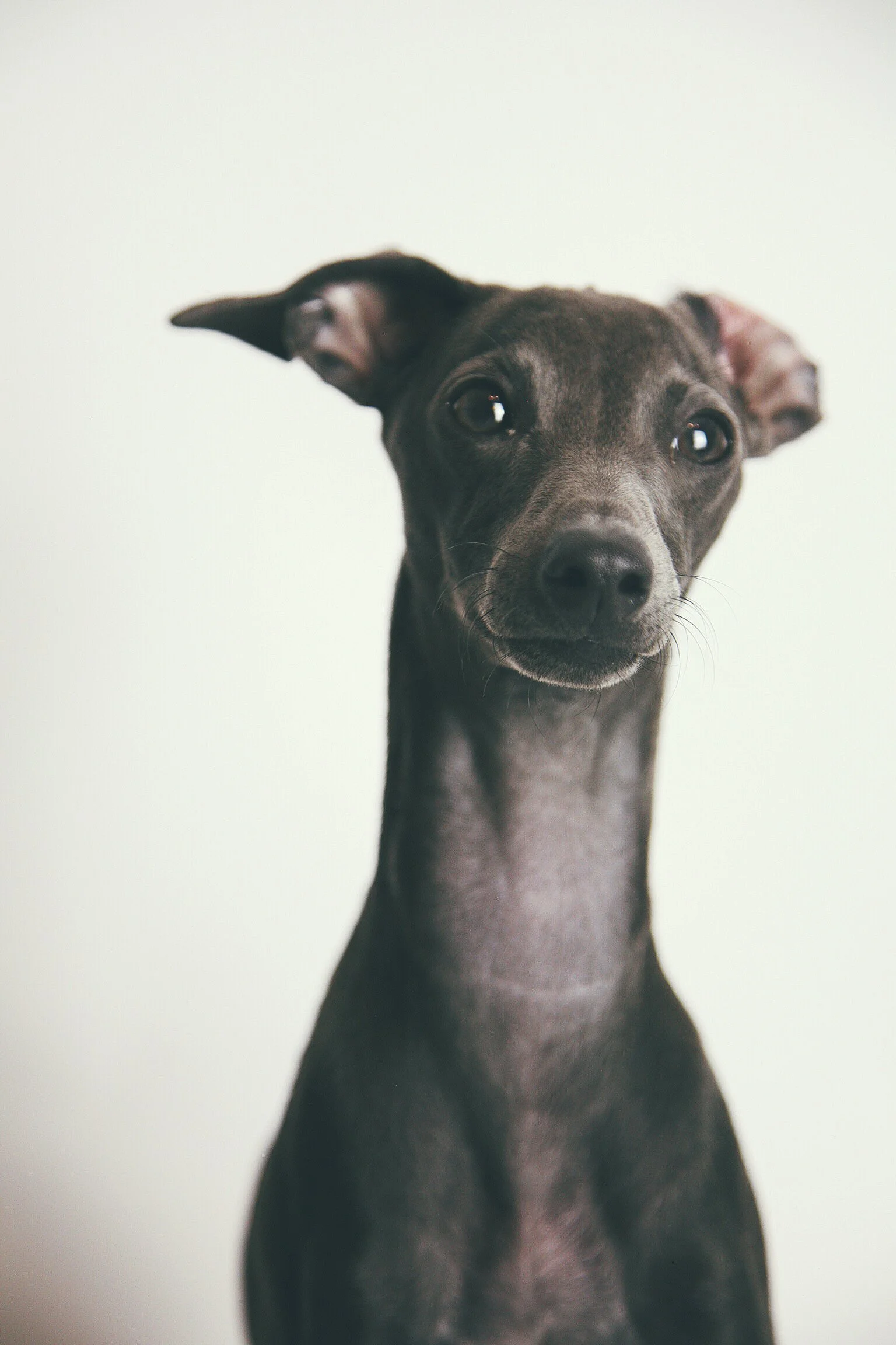 Finding the Right Breeder: Look Beyond the Advert