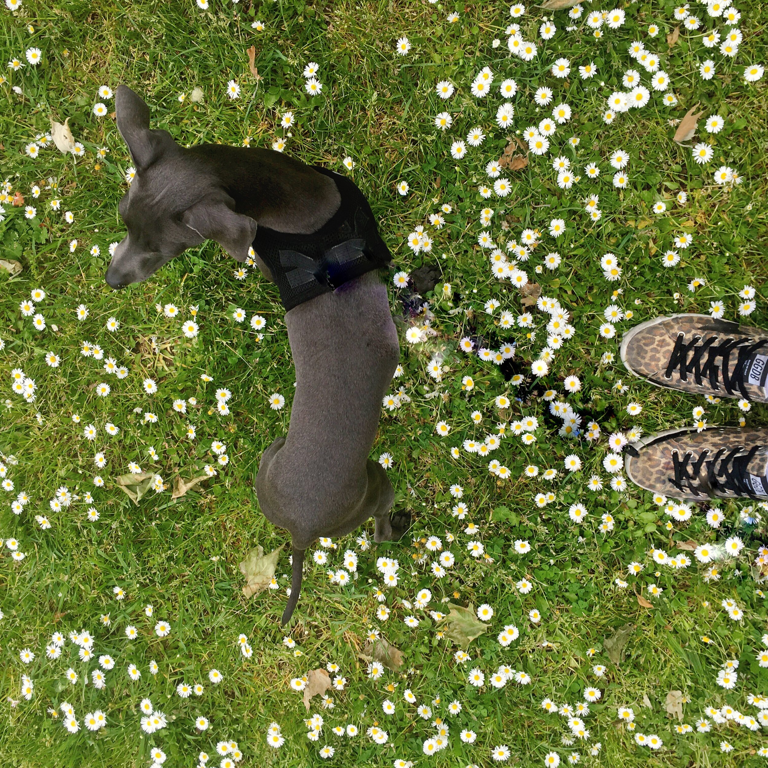 Your Italian Greyhound Puppy’s First Walks