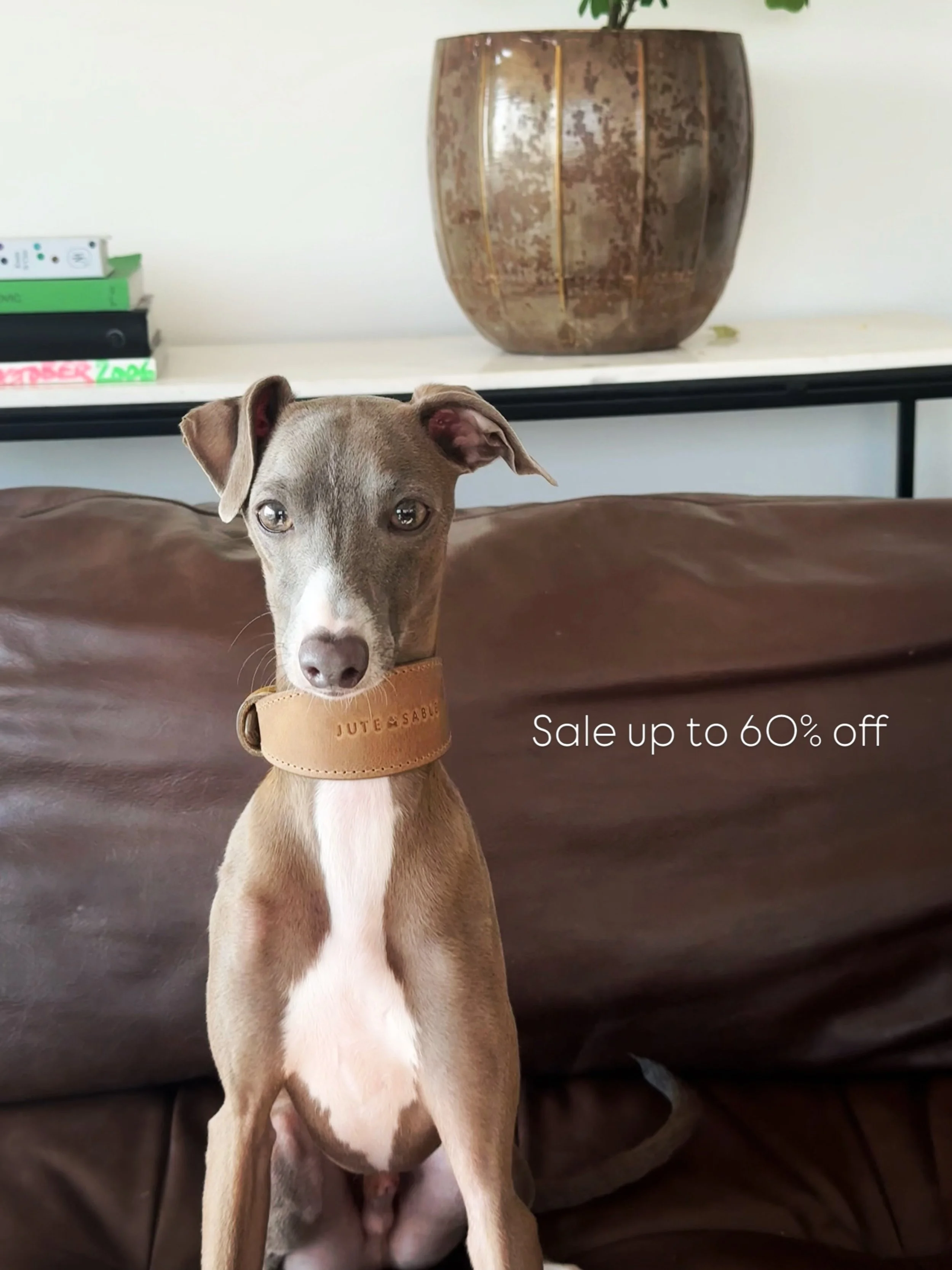 Mid-season sale now on 🧡

#italiangreyhound #whippet