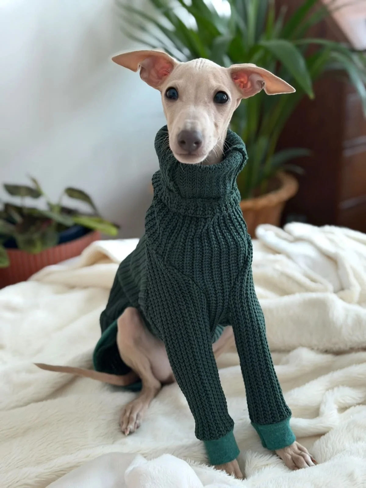 The most perfect boy wearing Hawkley - Emerald pullover. Puppy Marcel you are pawfect. 

Photo credit: @sophiaortola_ 👏