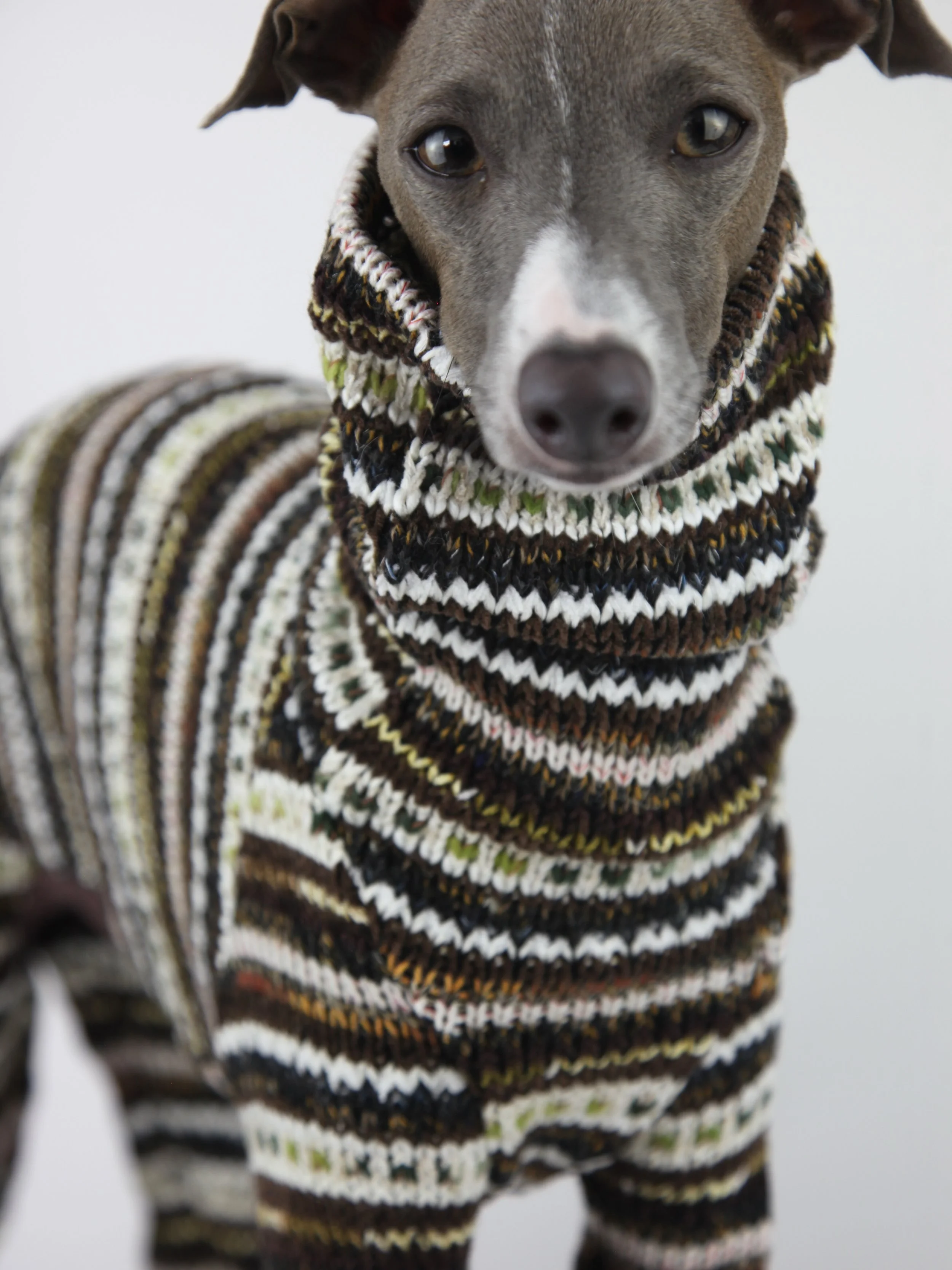 Our best-selling jumper, and for good reason. 
A graphic interplay of earthy lines defines this playful winter favourite.

Have you got yours yet?

#DogFashion #LuxuryDogClothing #DogStyle #ItalianGreyhound #WhippetStyle
