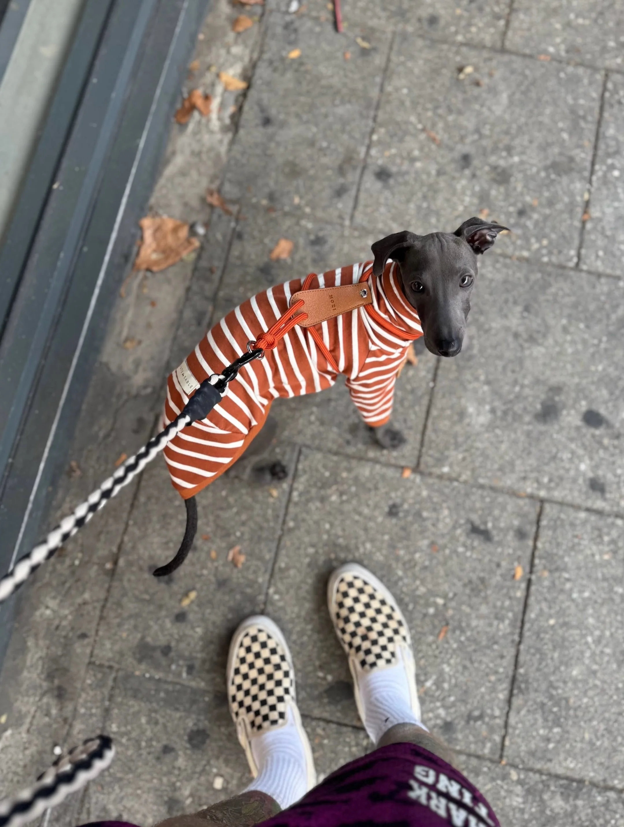 We&rsquo;re just here dressing the coolest pups in town. Gomez Wearing the HOLLOWAY tee. 
Photo credit @andyates @cultcoffeeandtattoos