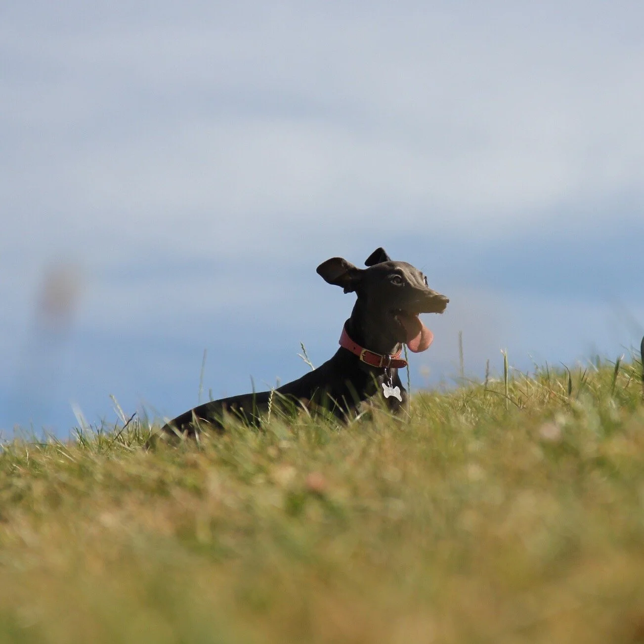 Italian Greyhound lying down in a field off leash