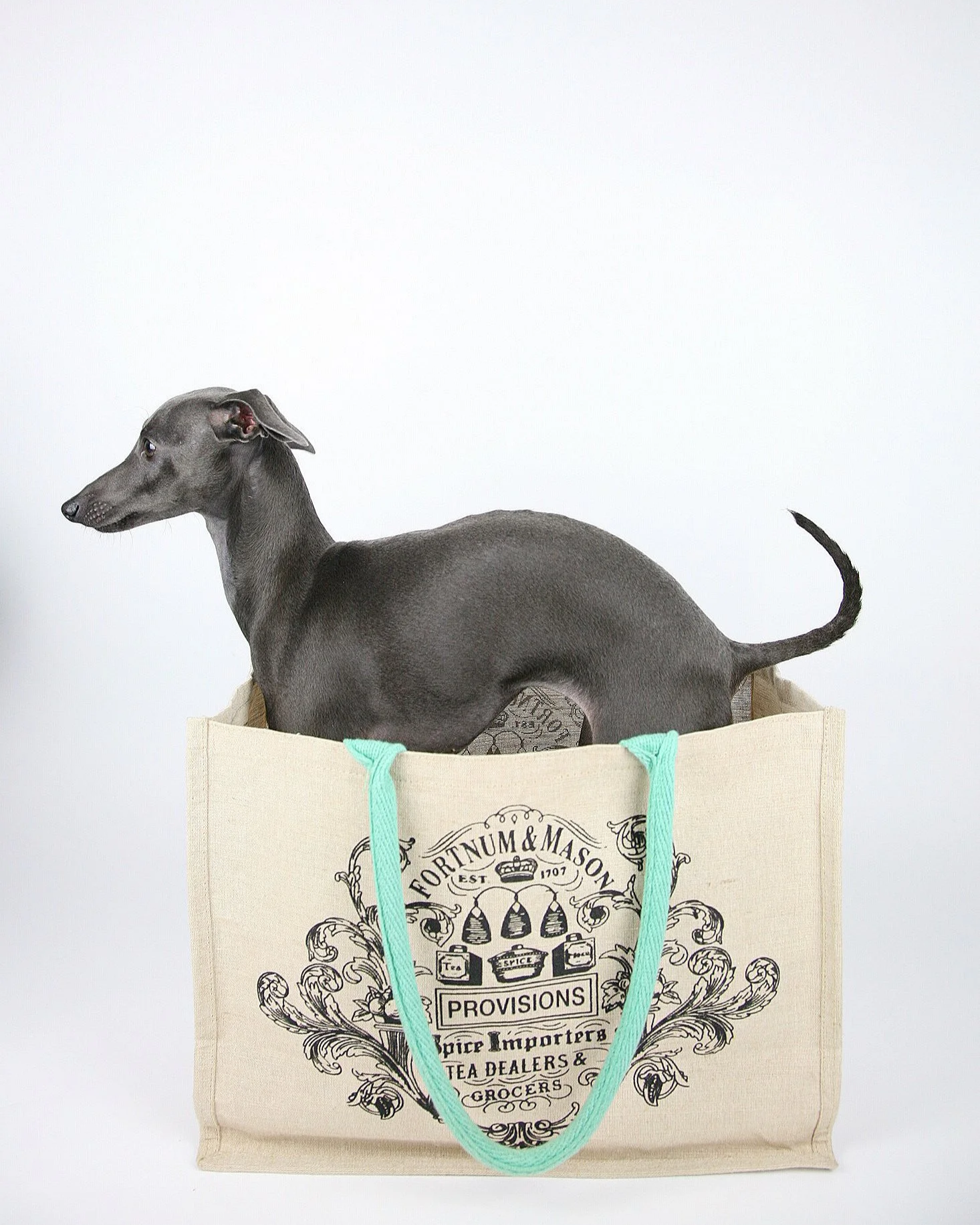 Italian Greyhound standing inside a Fortnum & Mason tote bag