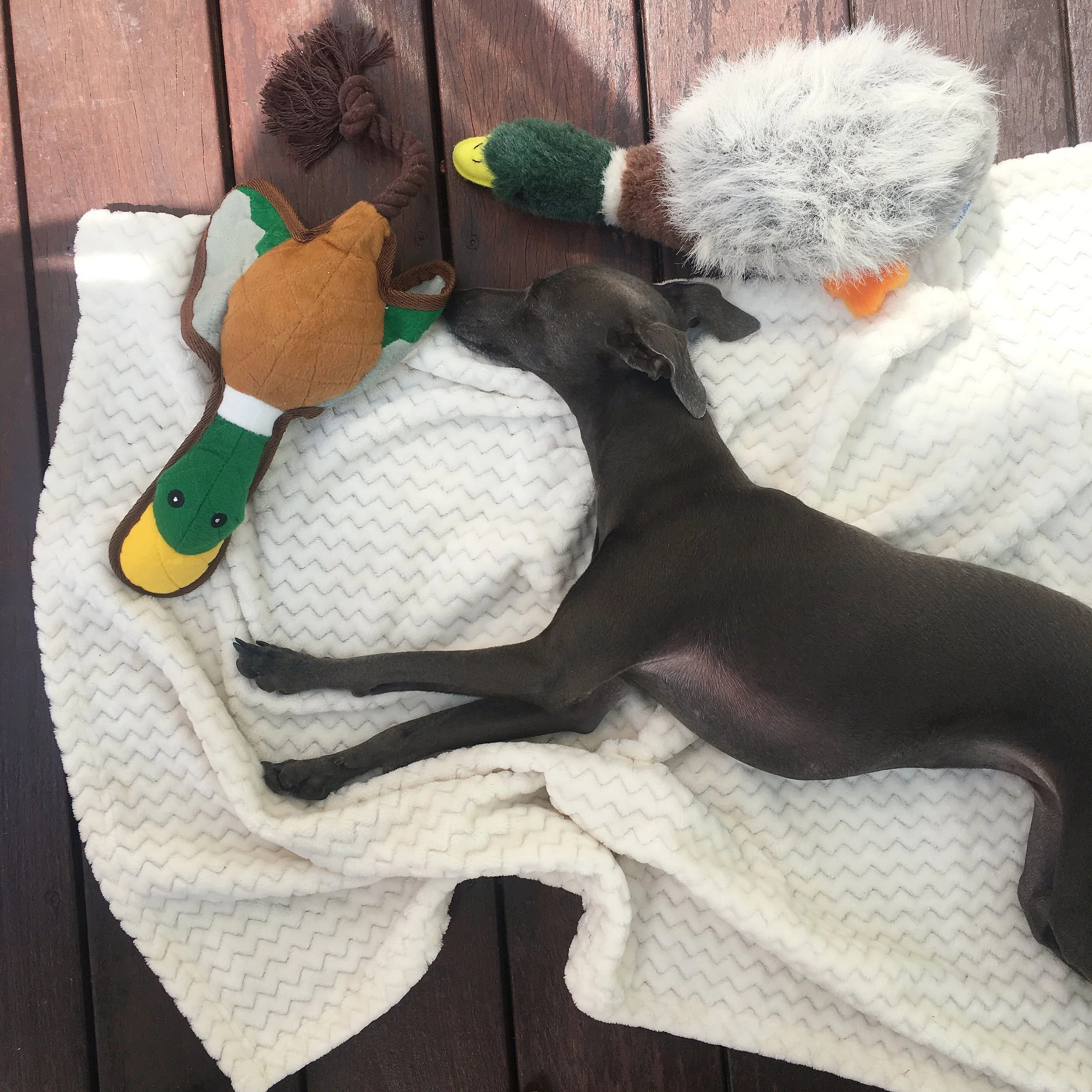 Italian Greyhound relaxing on a warm blanket surrounded by her favourite toys