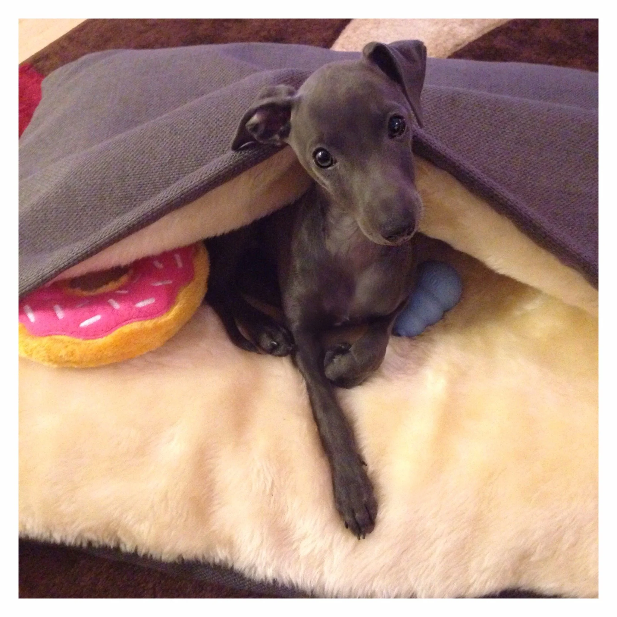 Italian Greyhound puppy resting in a cosy dog bed