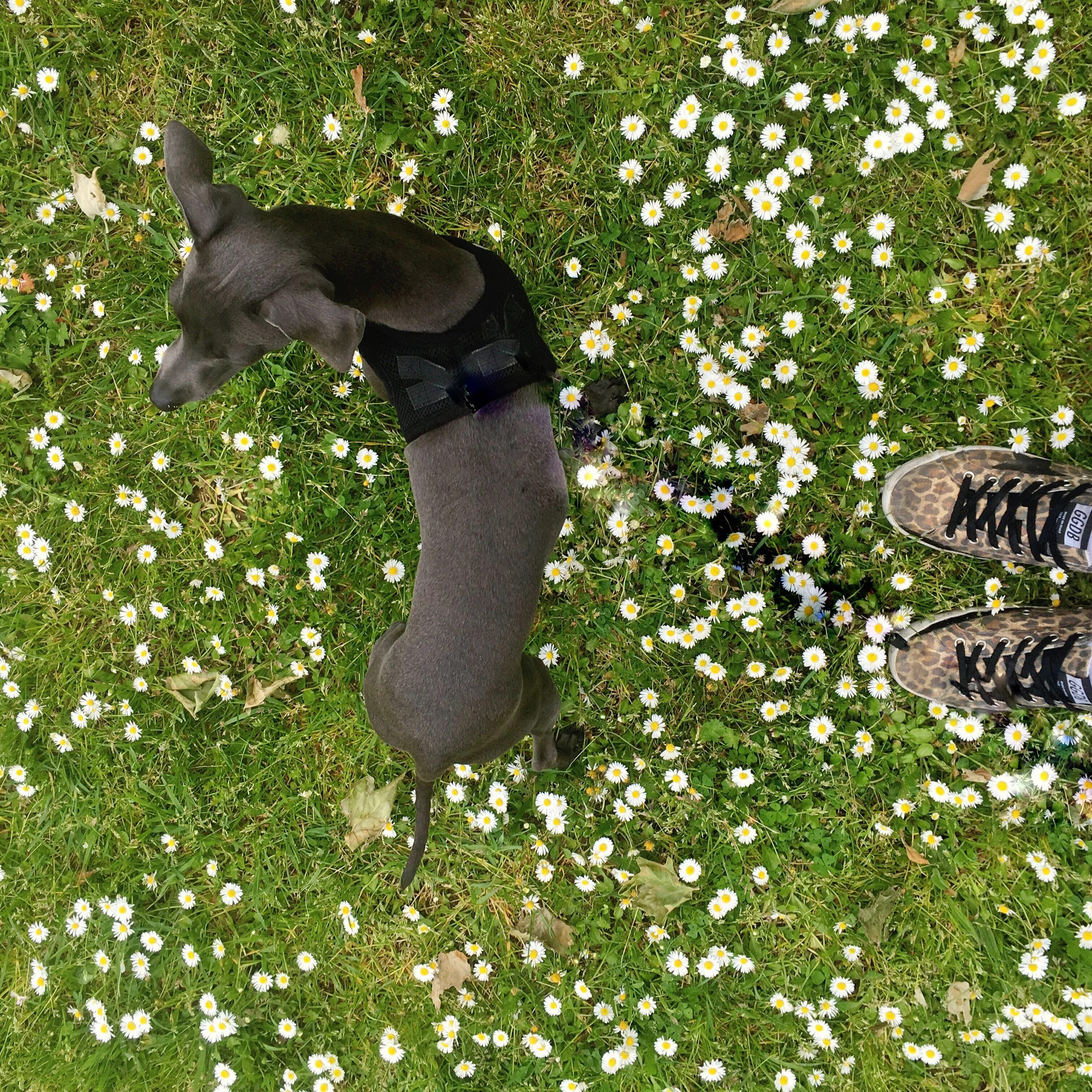 Italian Greyhound off leash in a field of daisies