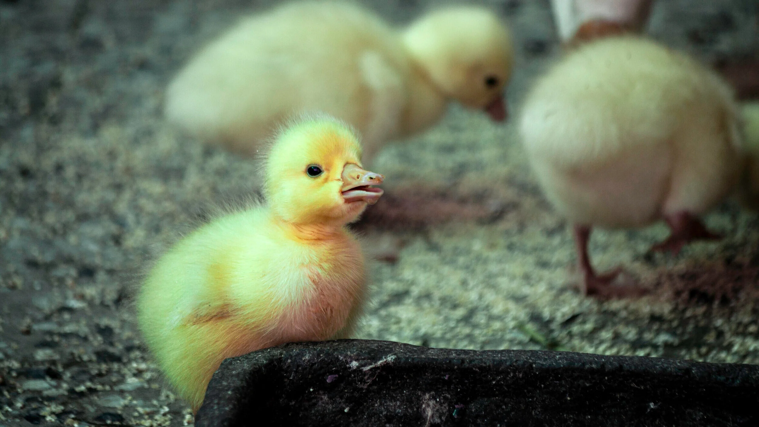 Embrace Death. Hello Birth. 