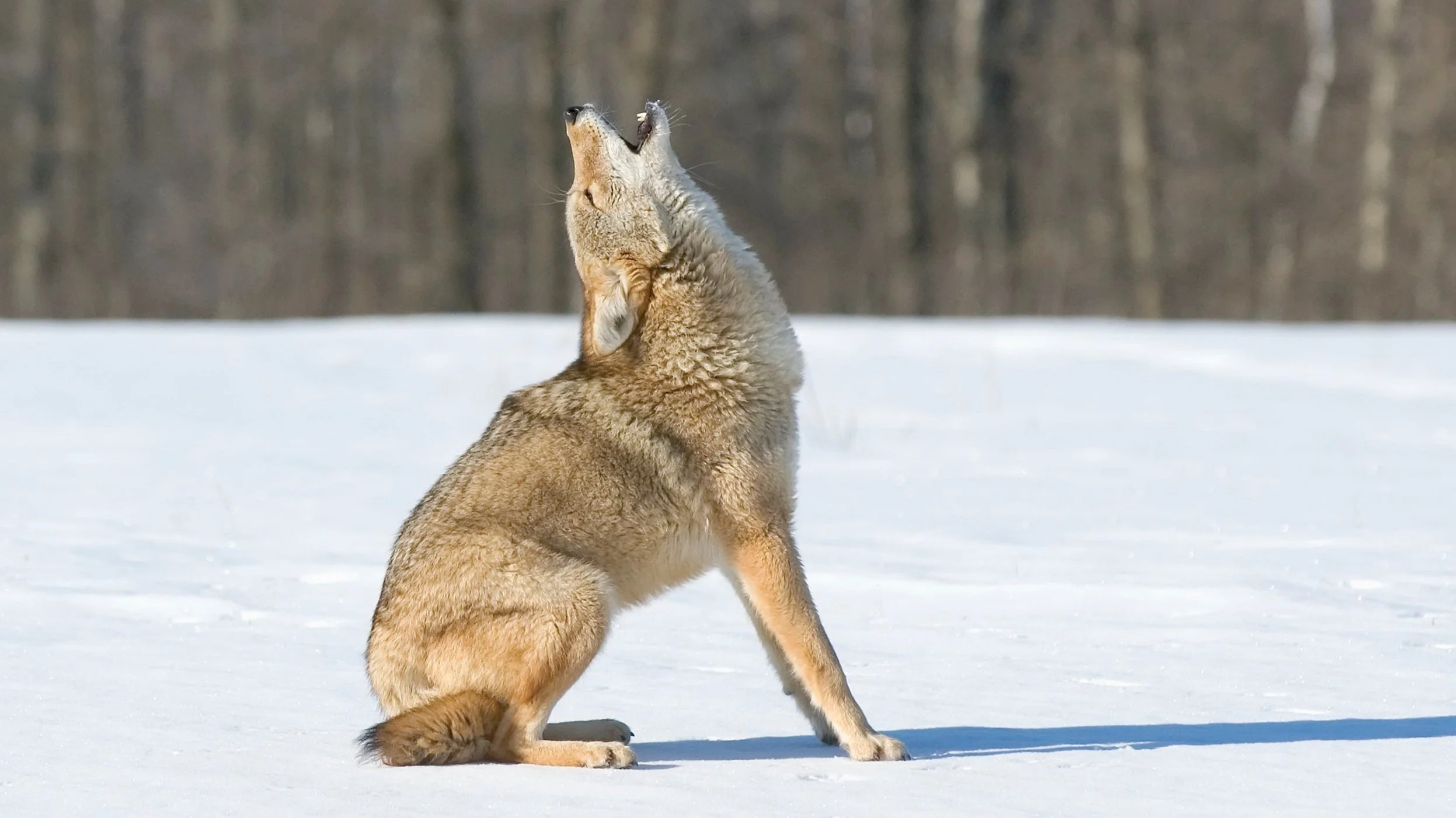 A New Year Gift For You. 