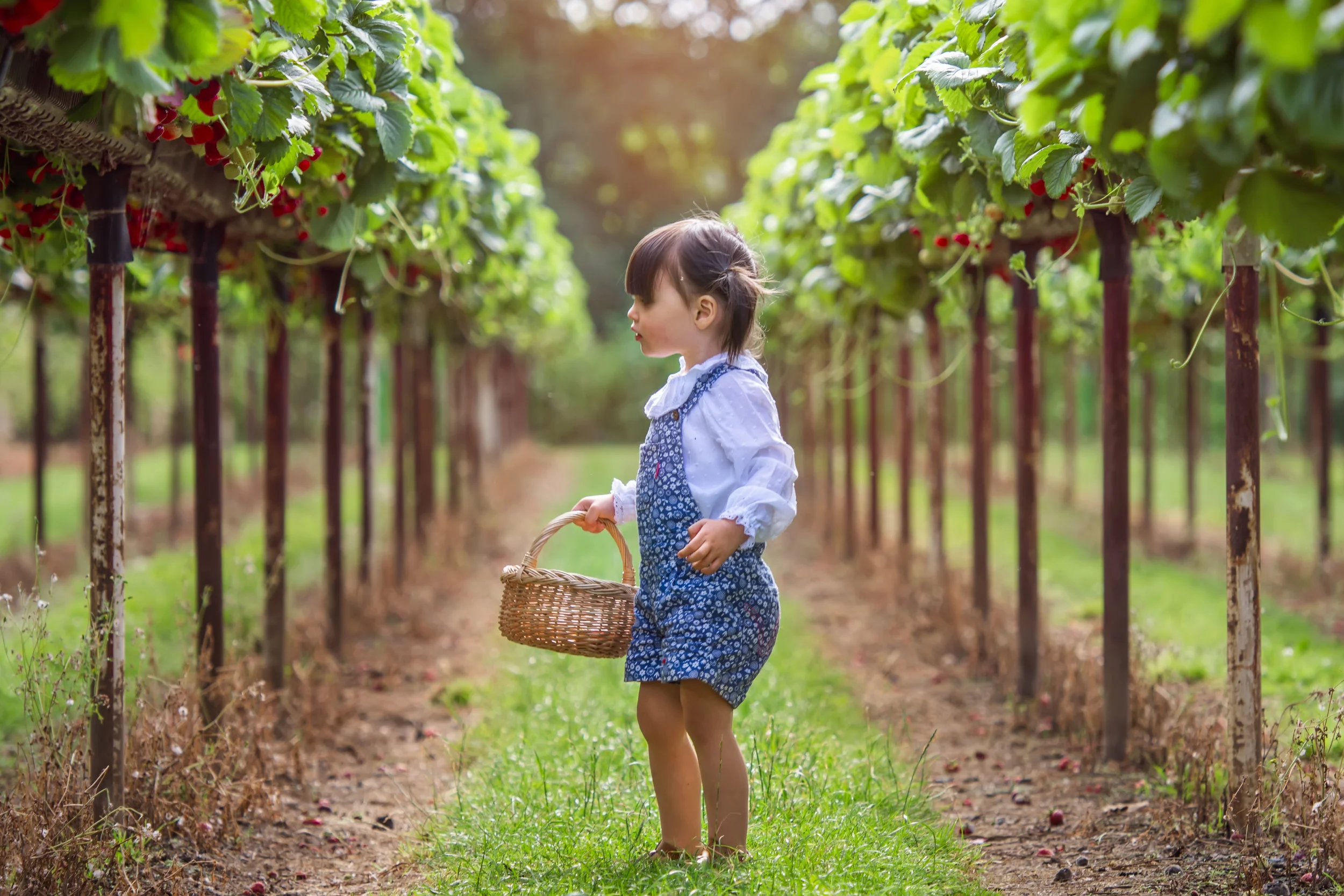 strawberry_picking_cammas_hall_farm.jpg