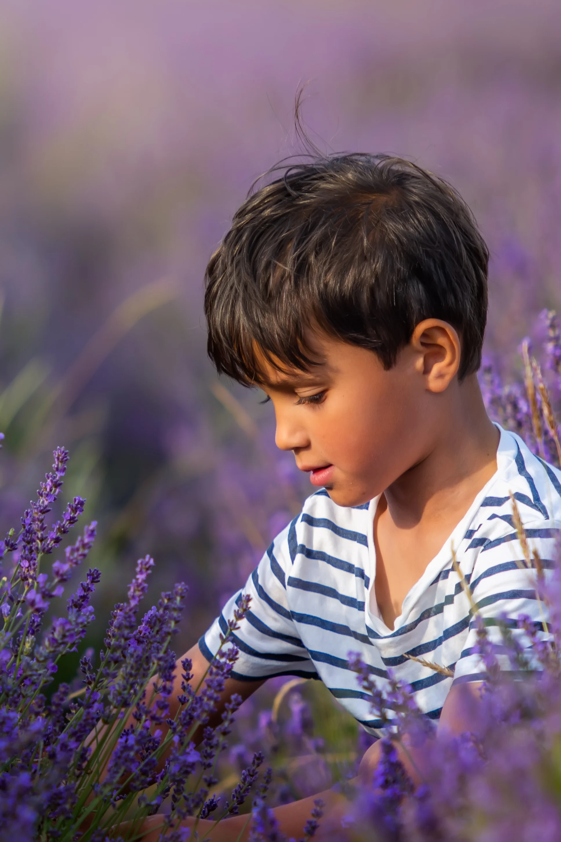 hitchin_lavender_photographer.jpg
