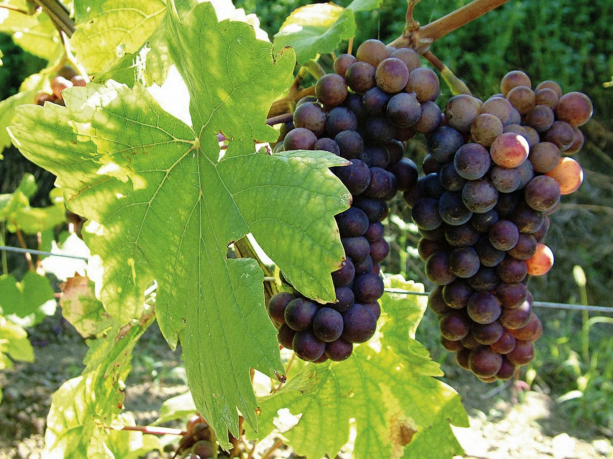 SIVI PINOT_02-Exposure3 66641111.jpg