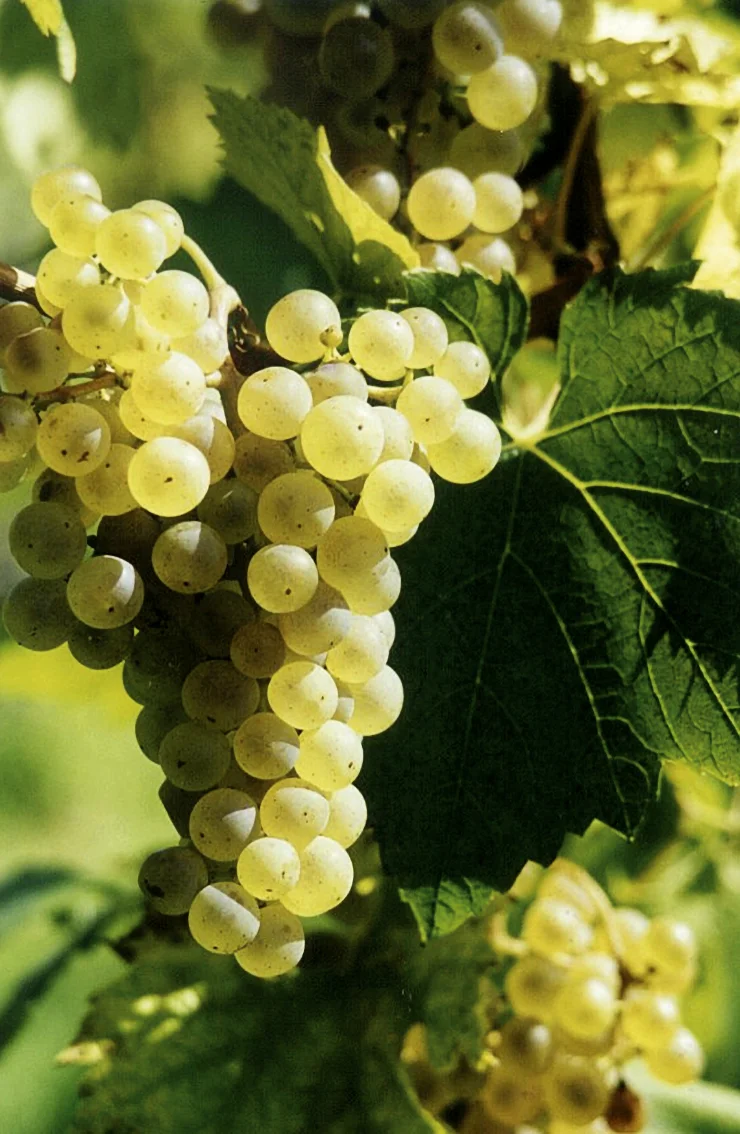 CHARDONNAY_01.jpg