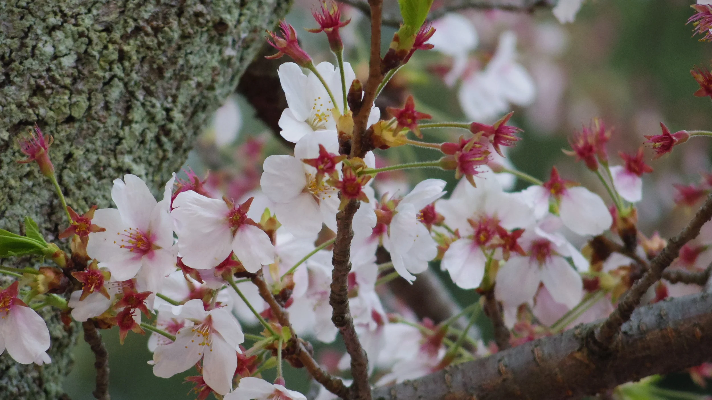 Food You Need To Try When You're In Japan Part 2