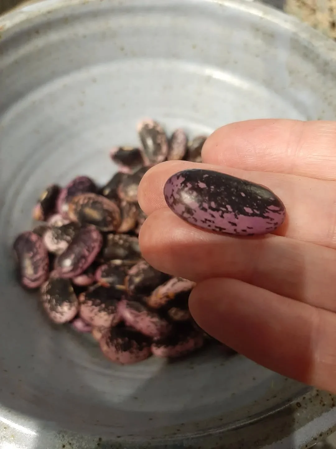 Look at these beauties! Aren't they fabulous? Such gorgeous colours! 
I'm being inspired by #BroadBeanSeeds 
I think my next spiral might involve these seeds and their wonderful colours. 
These were hiding inside the bean pods on the dying plants. I 