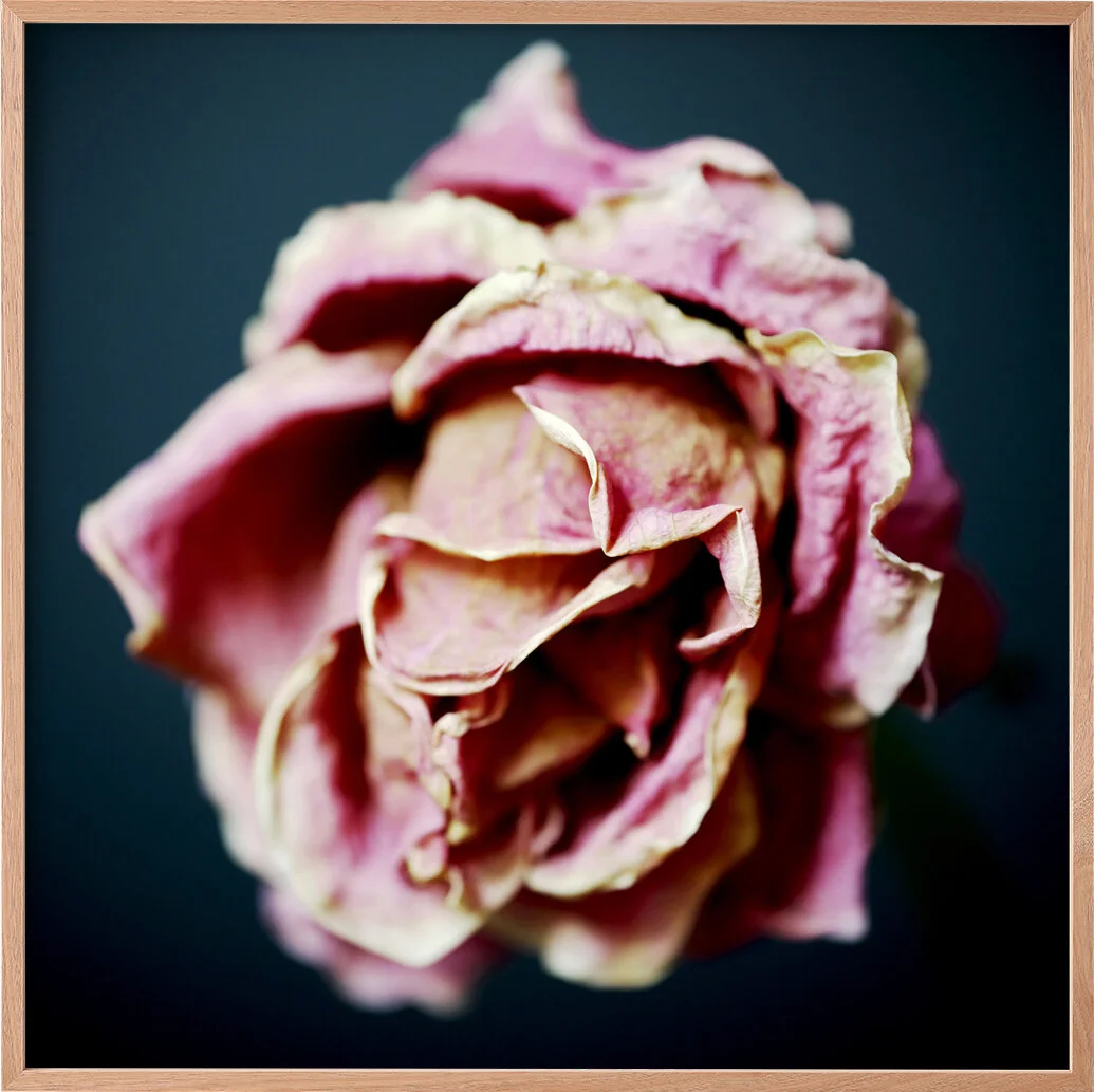 a rose that has lost its scent is still a beautiful thing IIcropped.jpg