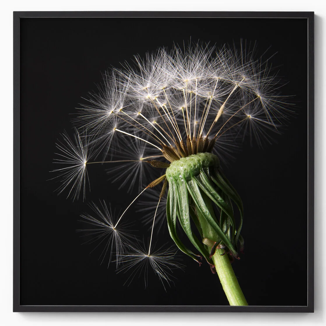 what's the time mr wolf?.jpg