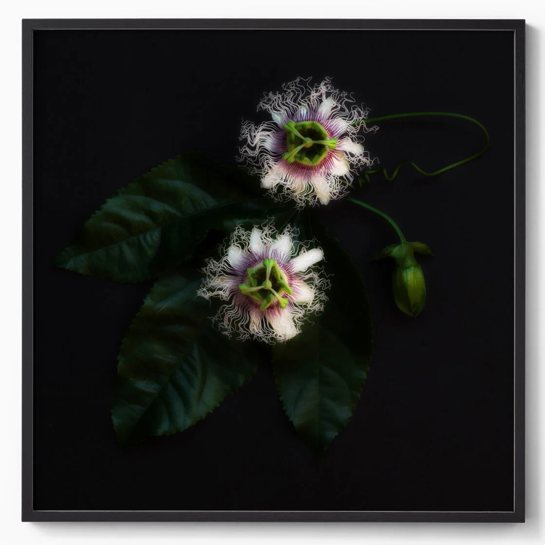 passion fruit flower I.jpg