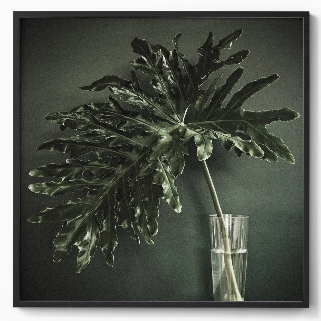 philodendron.jpg