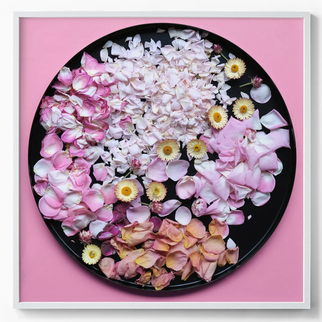 paper daisies + pink petals.jpg