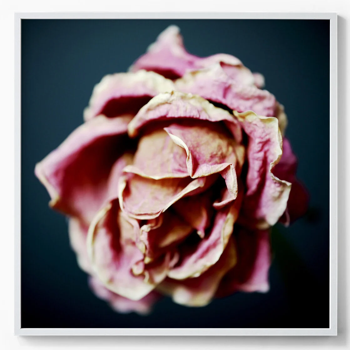 a rose that has lost its scent is still a beautiful thing.jpg