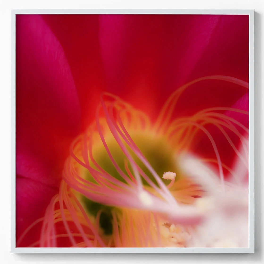 stamen.jpg