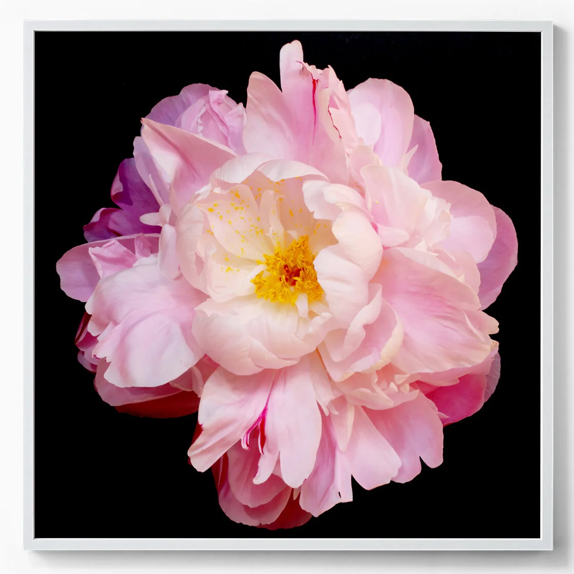 peony.jpg