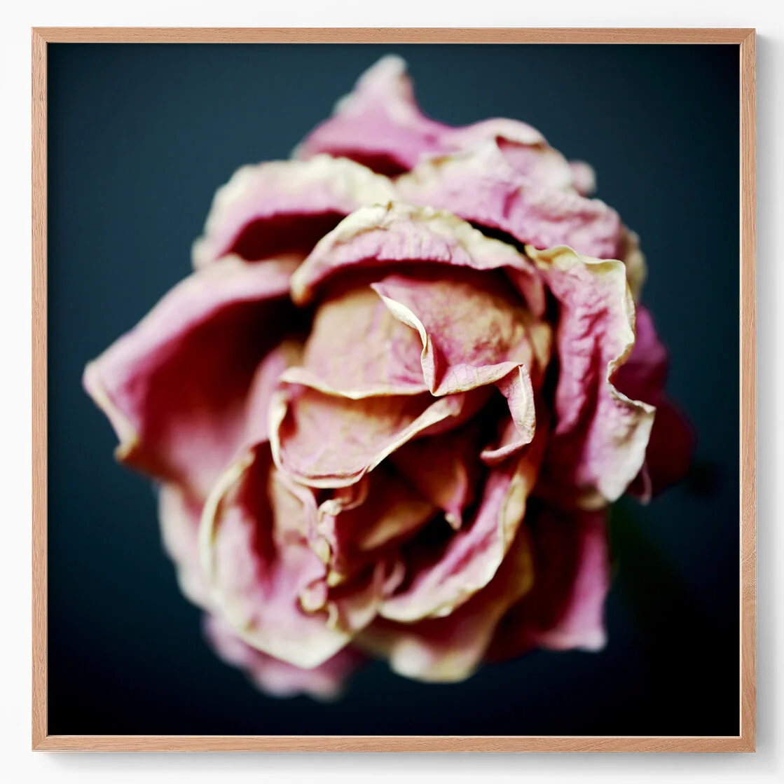 a rose that has lost its scent is still a beautiful thing II.jpg