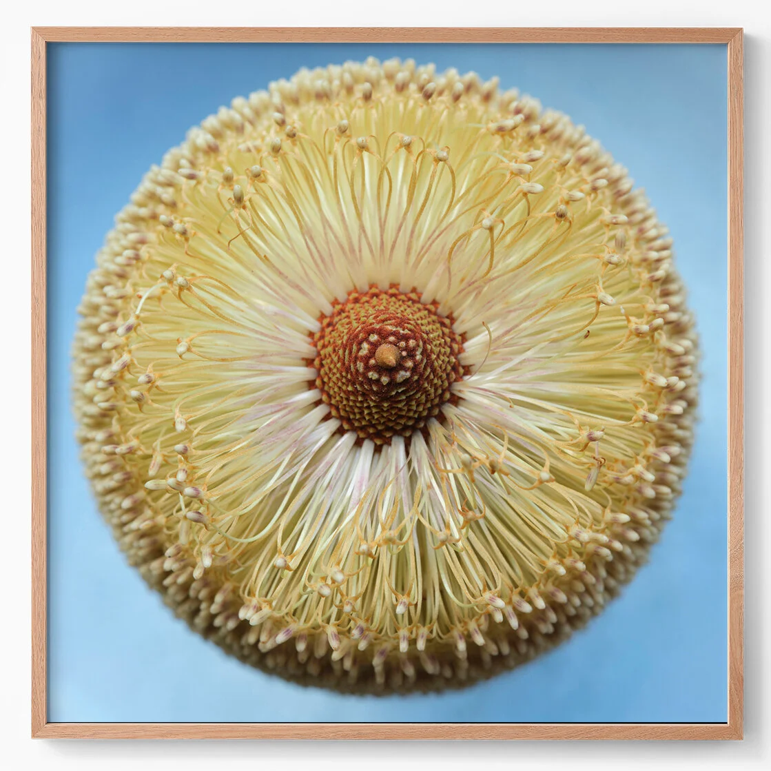 banksia media II.jpg