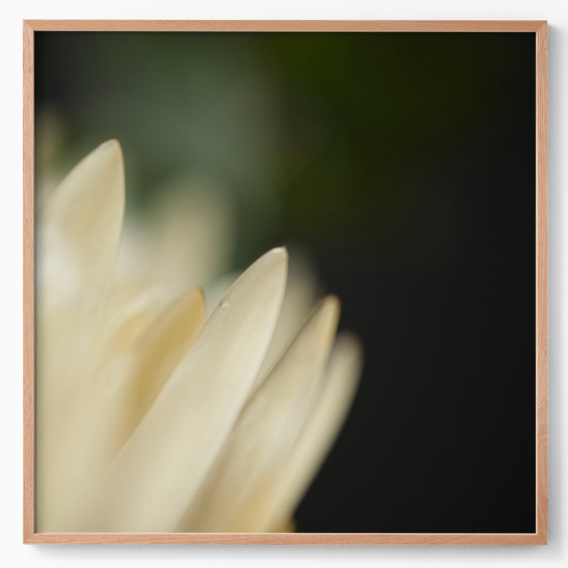 protea alba II.jpg