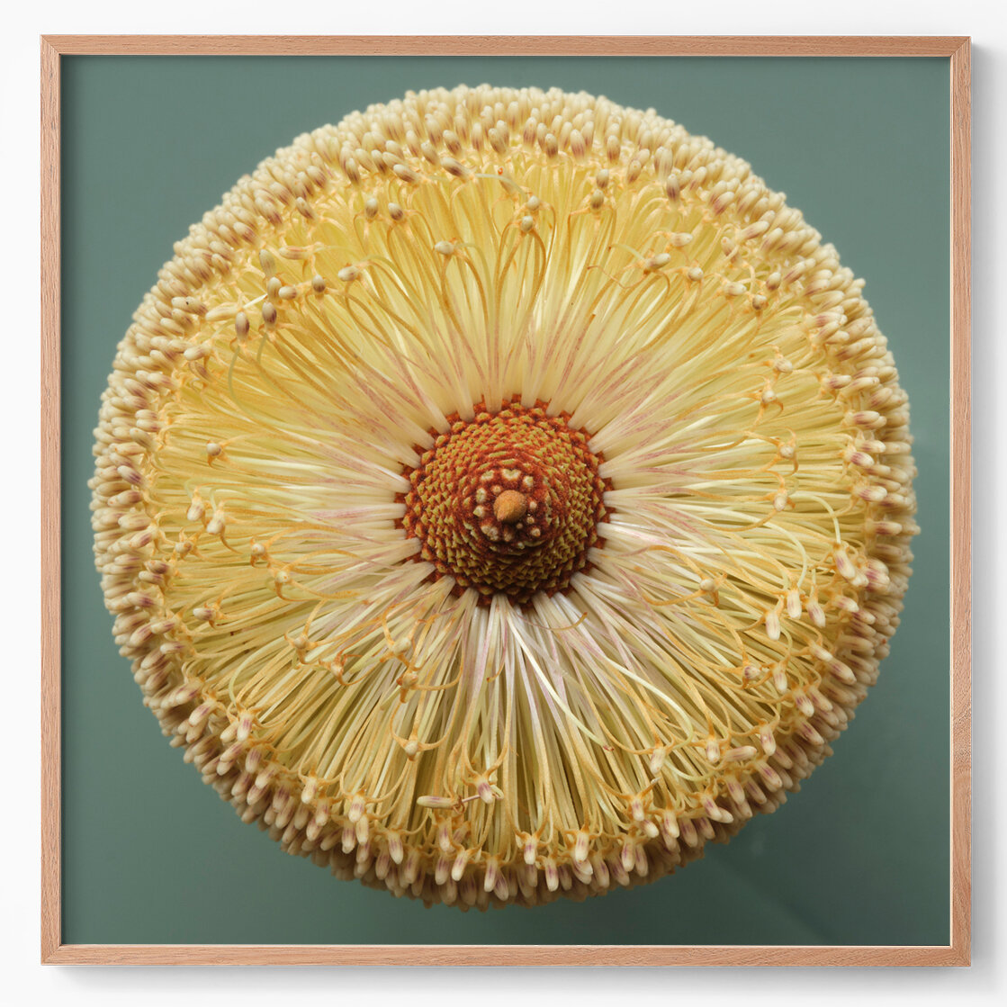 banksia media I.jpg