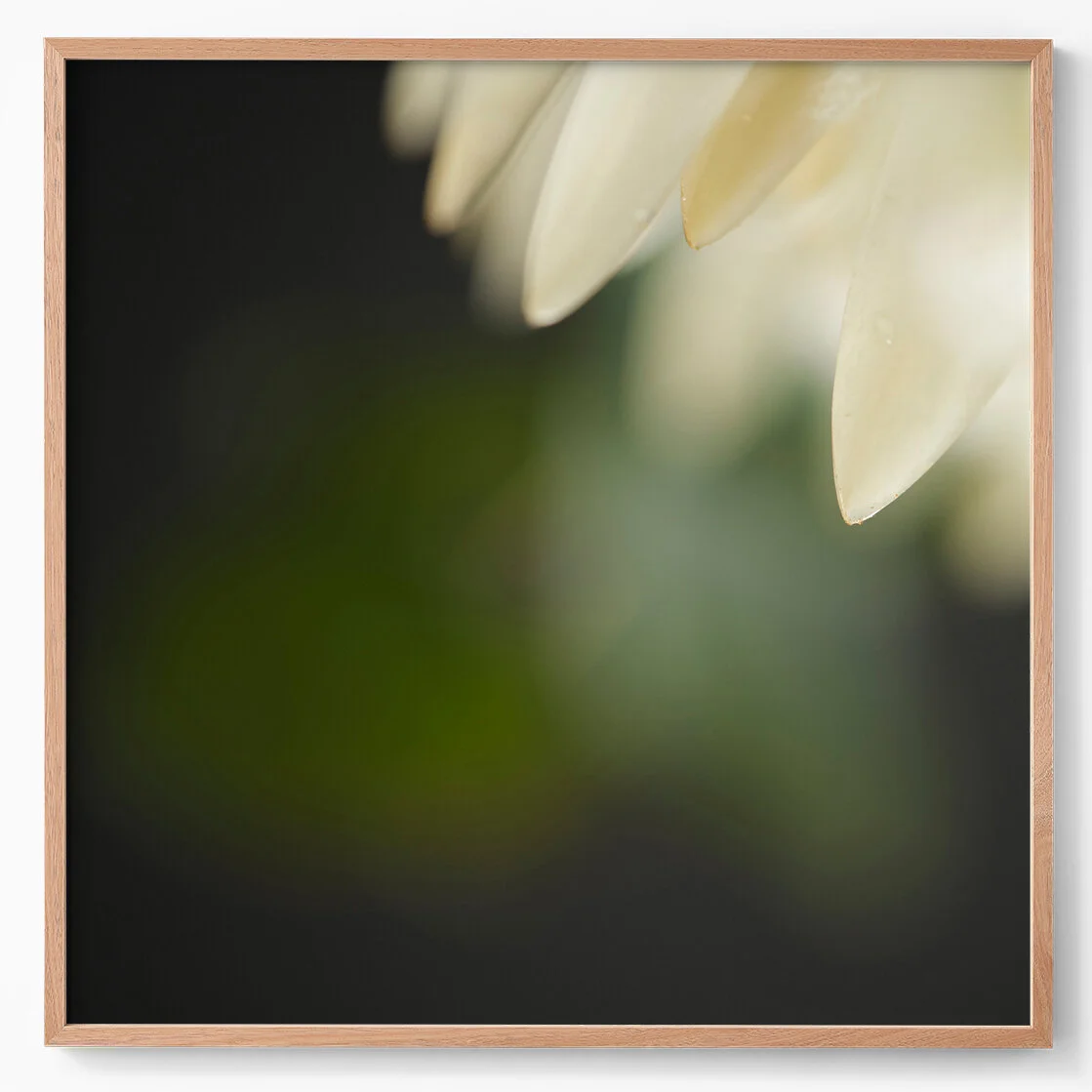 protea alba I.jpg
