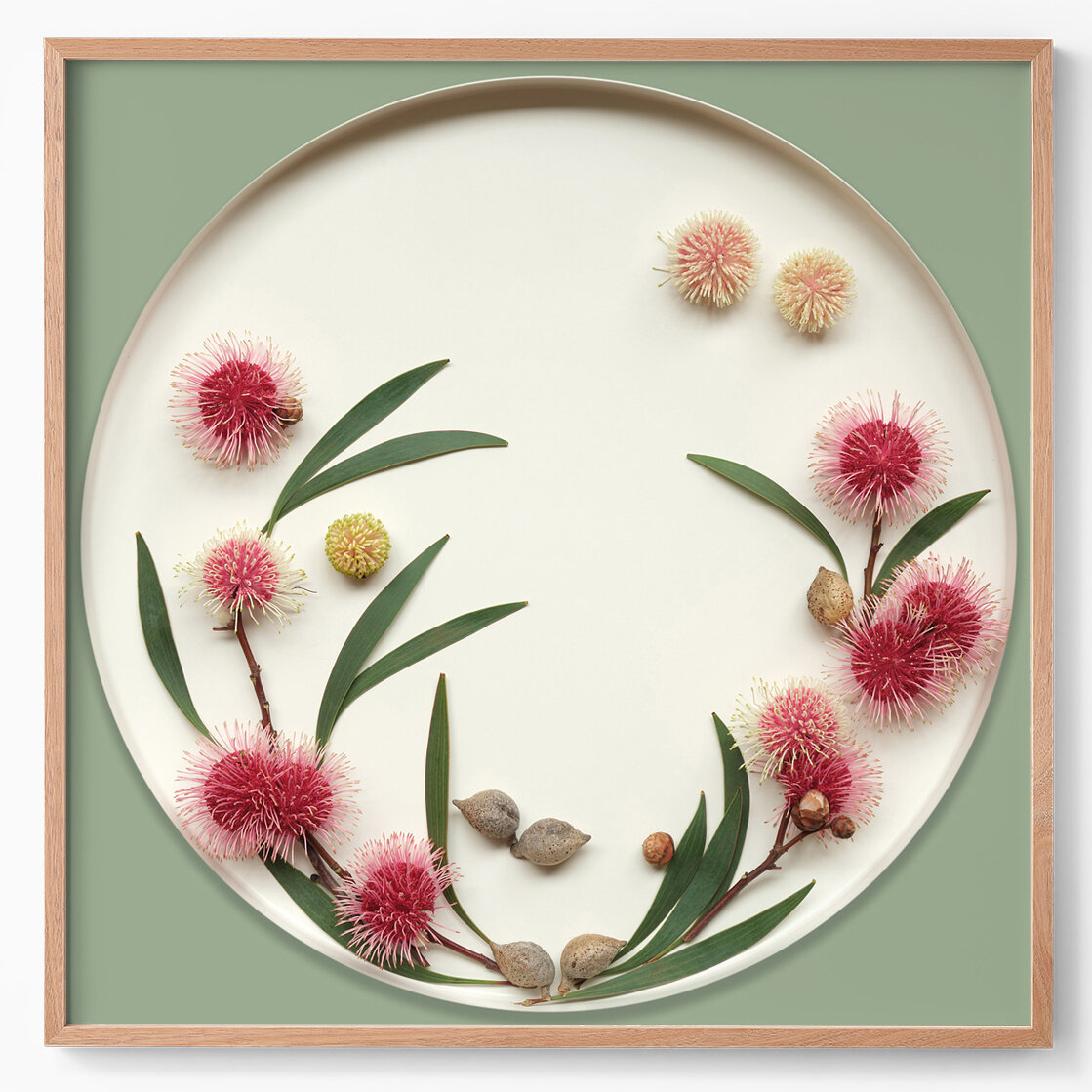 pincushion hakea I.jpg