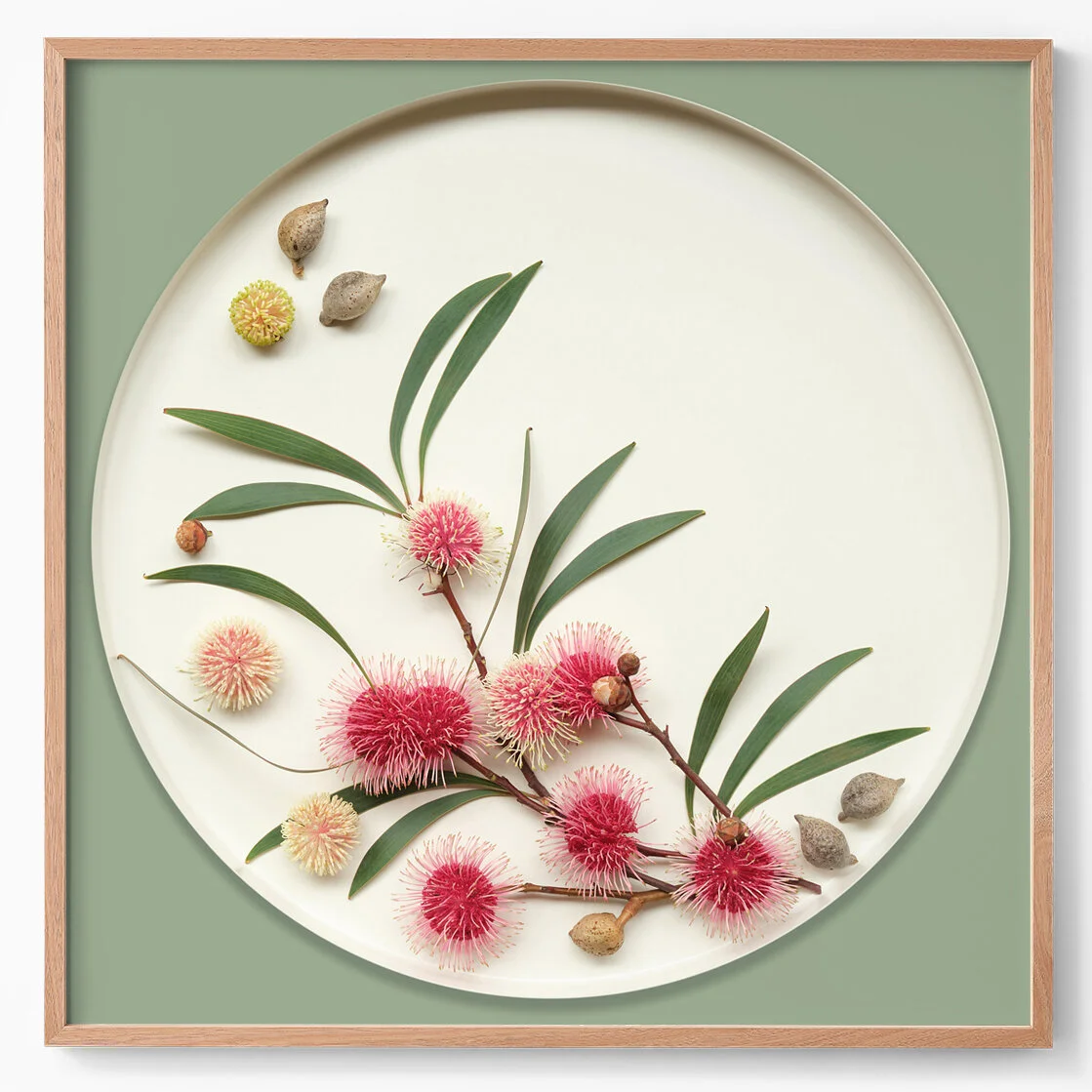 pincushion hakea II.jpg