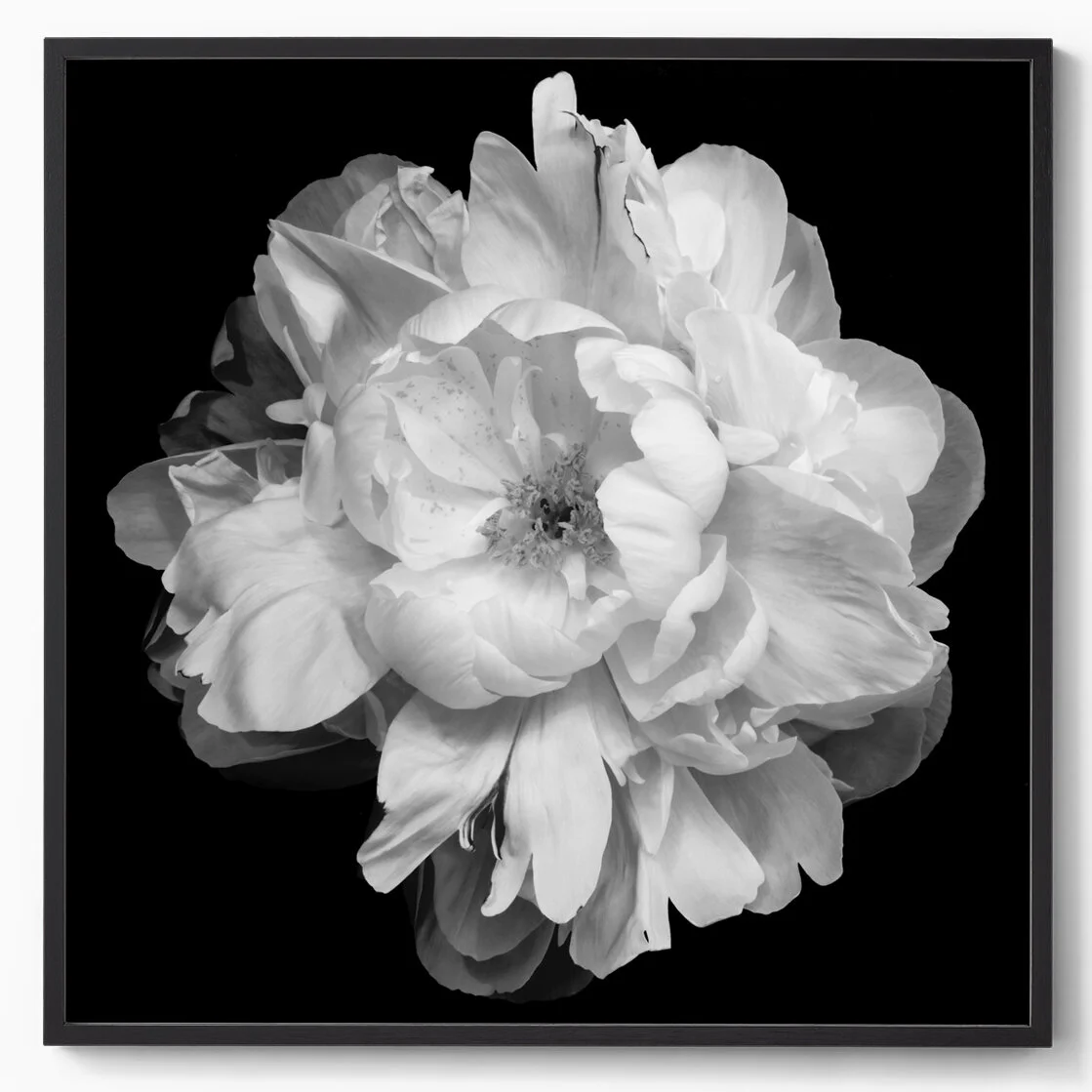 peony b+w.jpg