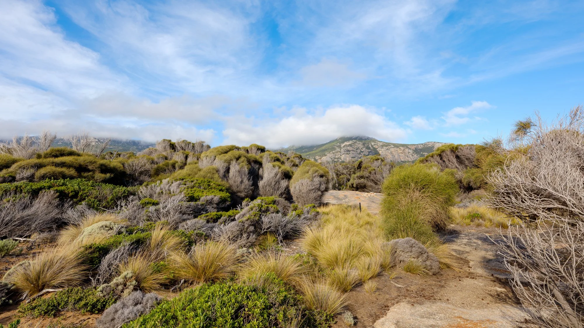 DSCF9751FLINDERSISLAND Strzelecki NP.jpg