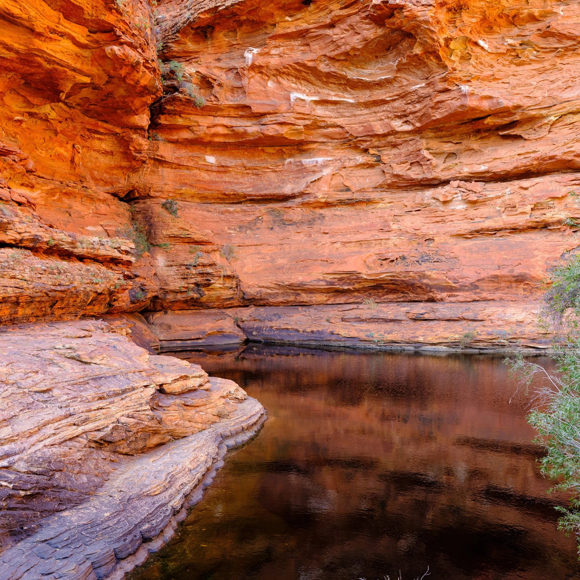 DSCF9235 KINGS CANYON GDN OF EDEN.jpg