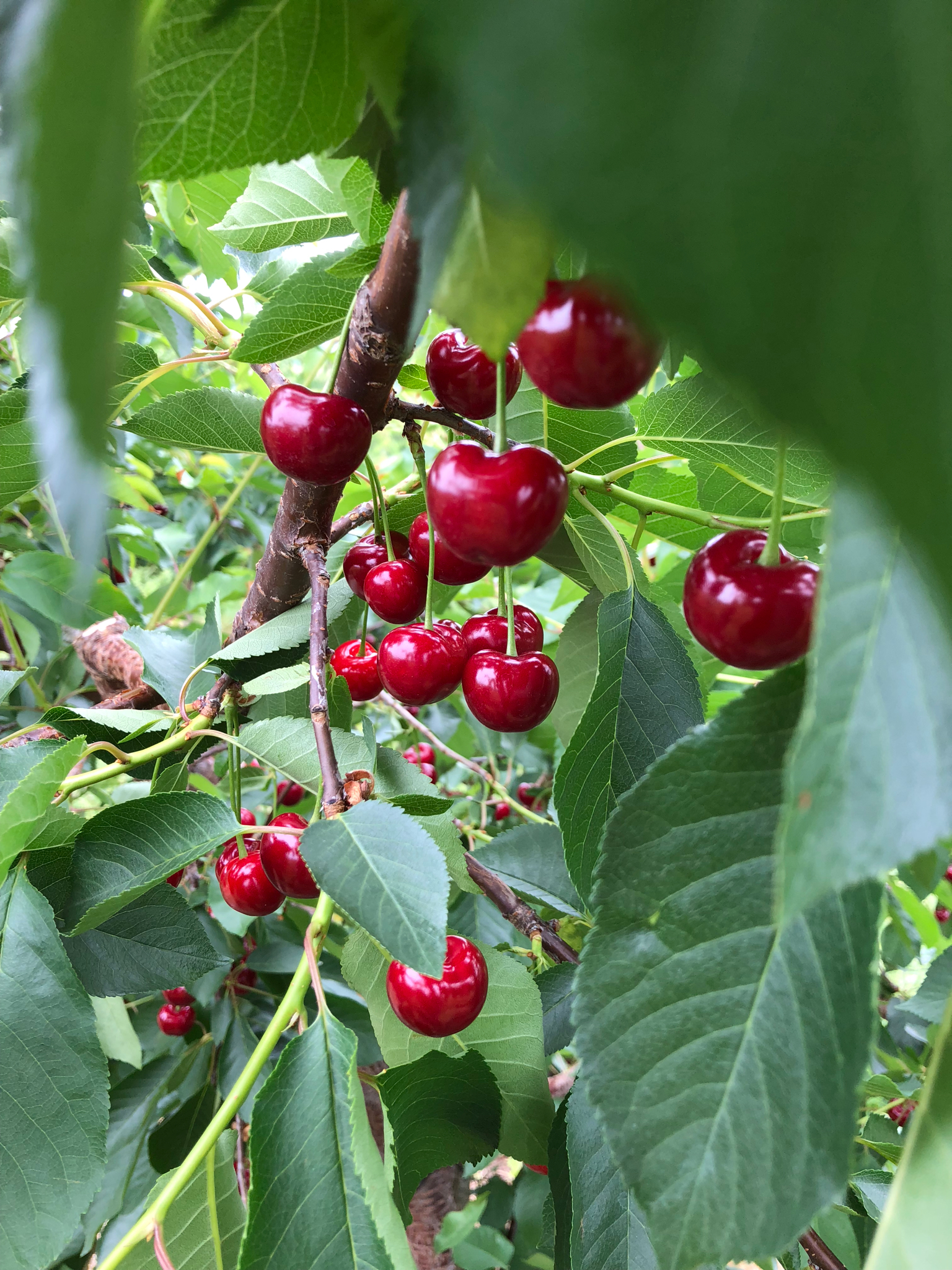 Sweet and Tart Cherries here at Abendroth's Apple Ridge Orchard