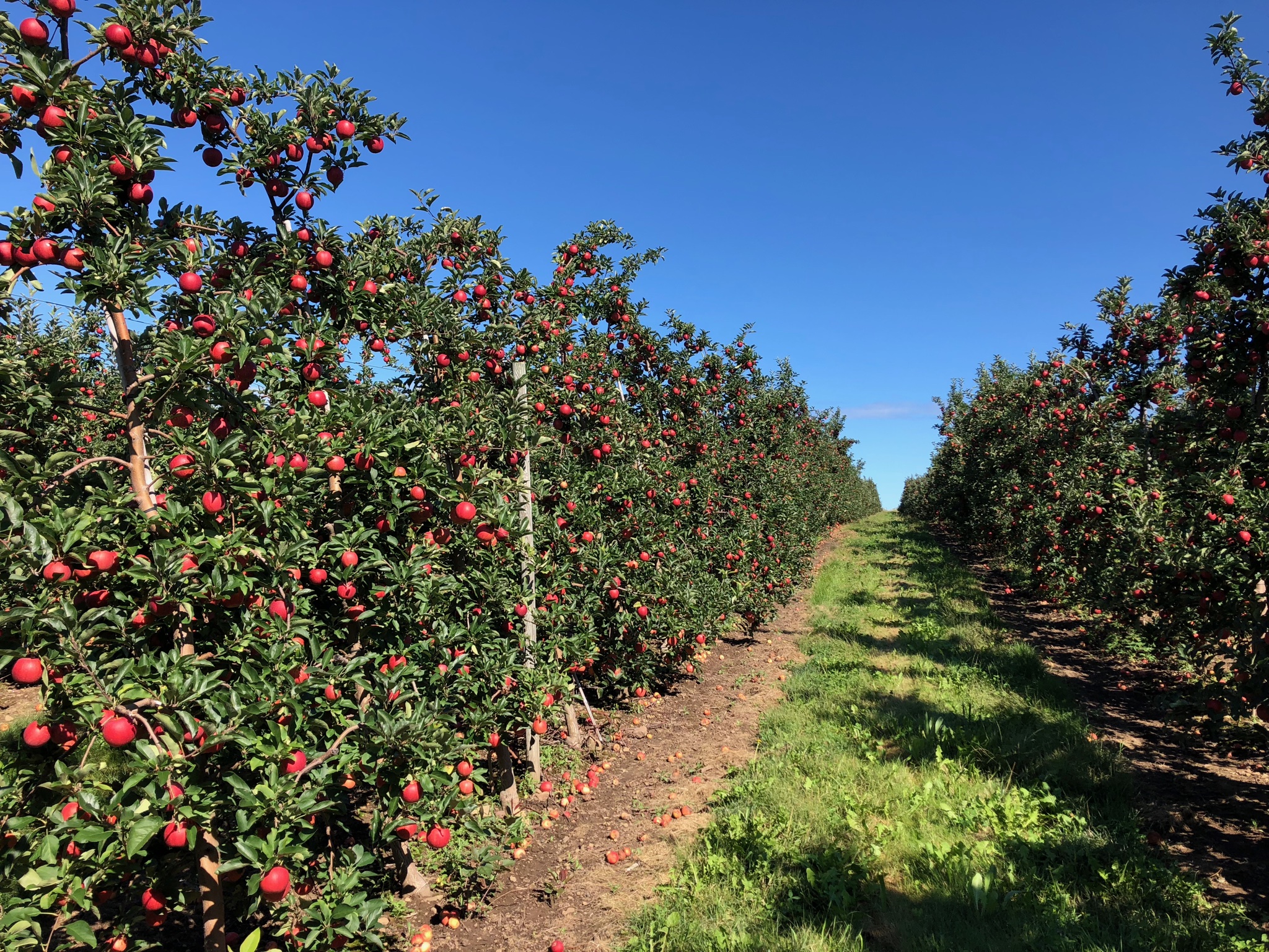 We grow more than 27+ apple varieties here at Abendroth's Apple Ridge Orchard