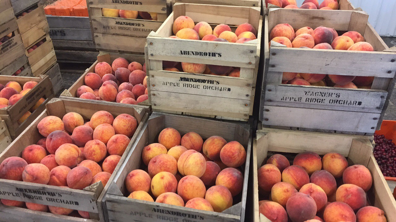 Peaches here at Abendroth's Apple Ridge Orchard