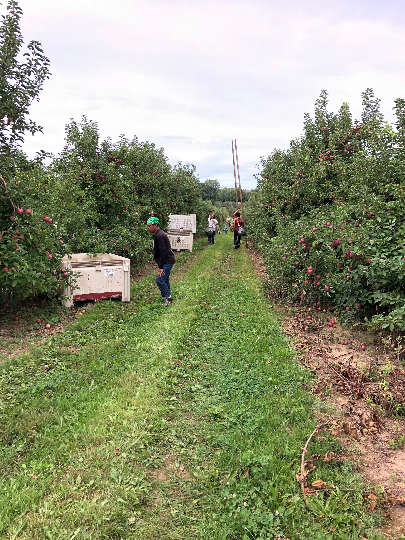 Harvest Season here at Abendroth's Apple Ridge Orchard 