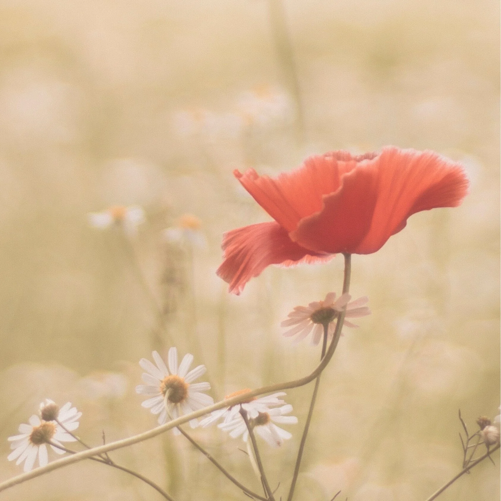 Leider bis am 19.04.2020 geschlossen