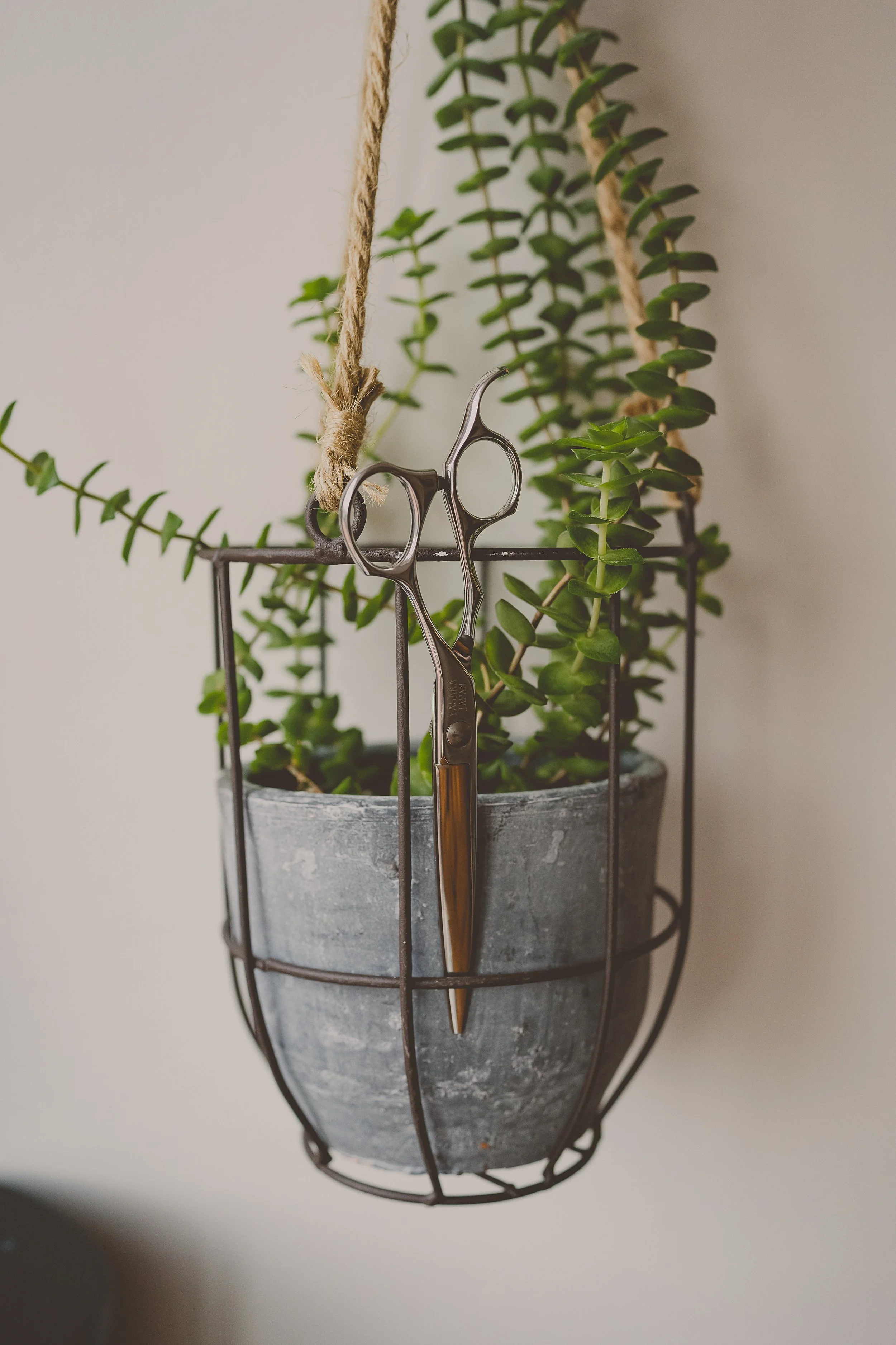 Hanging plant and scissors in Lindsey's curly hair studio in Rugeley