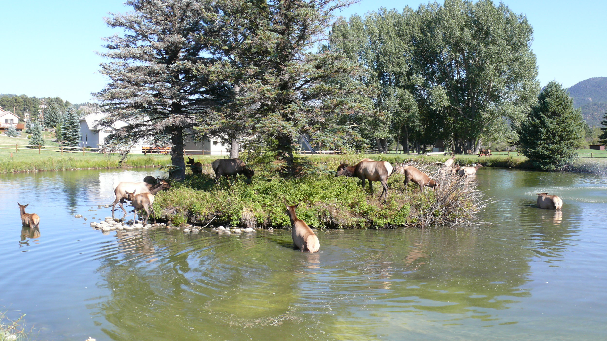 Elk on Island.JPG