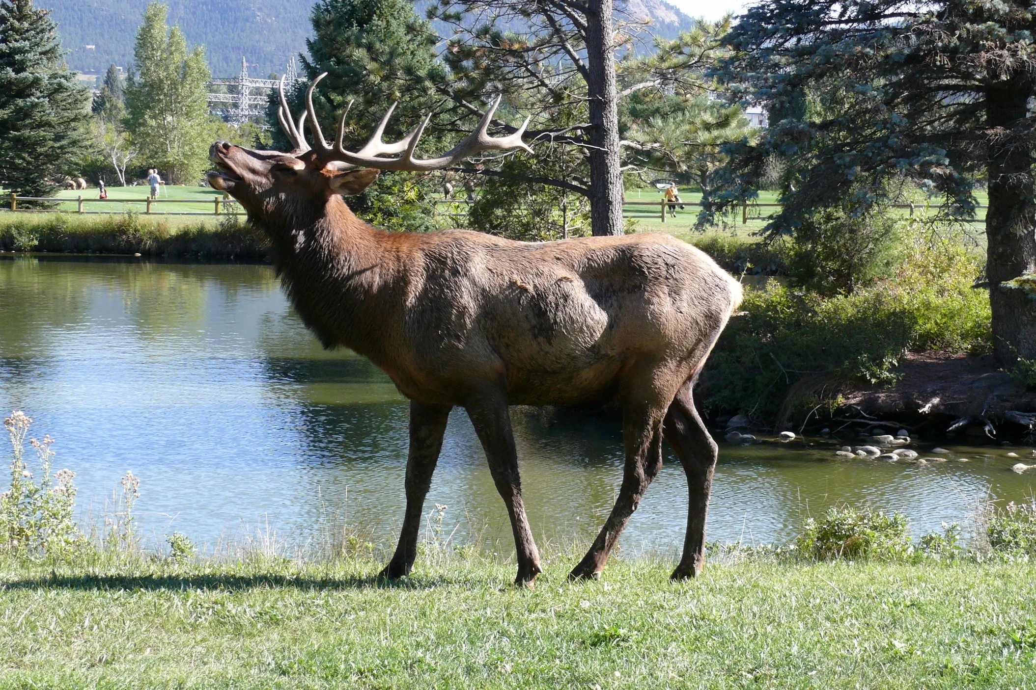 Elk Bugling by The Pond