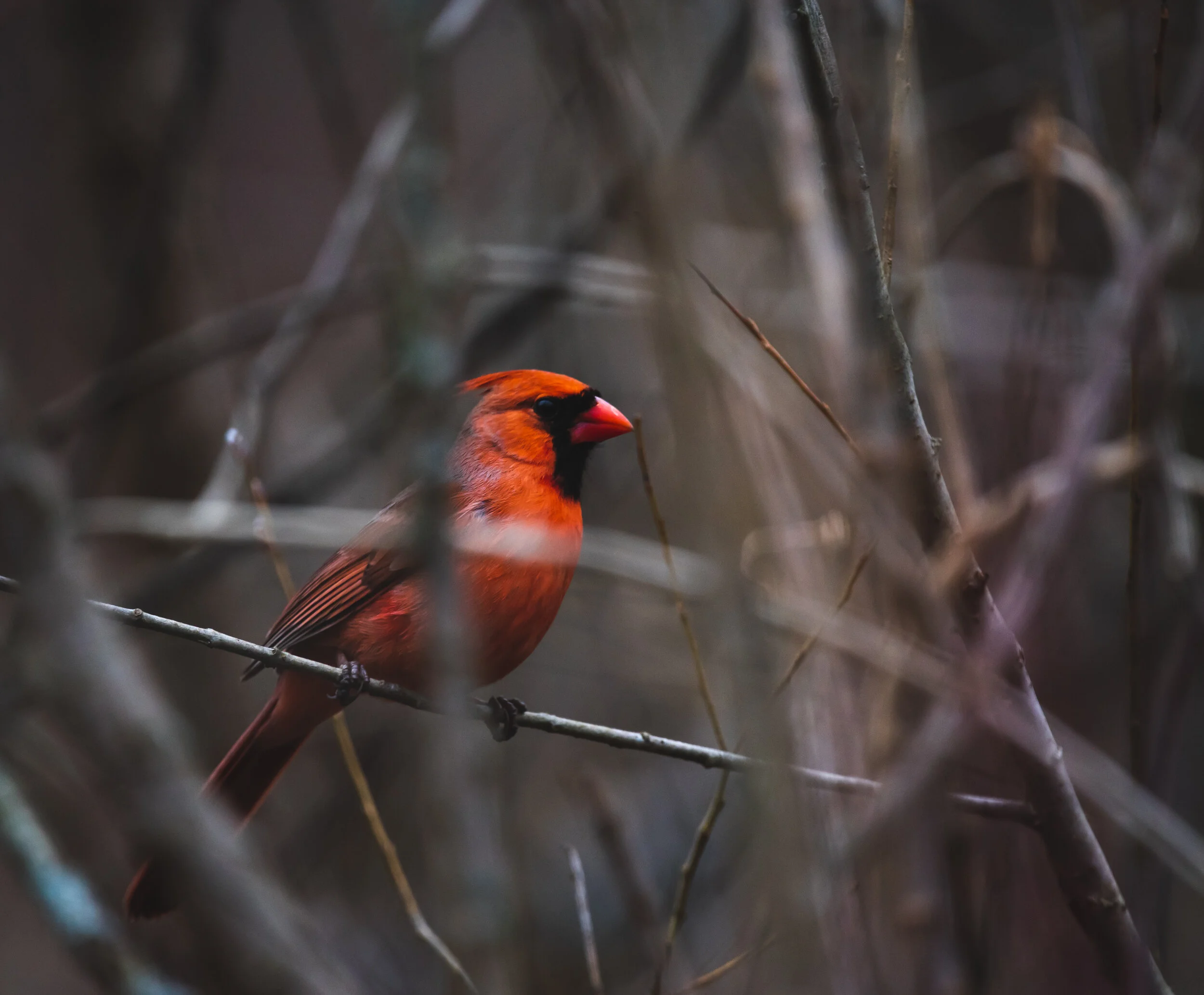 Lets Go Bird Watching